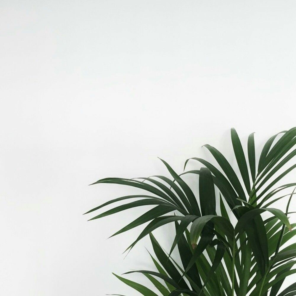 Minimalist Tumblr Plants Desktop Wallpapers