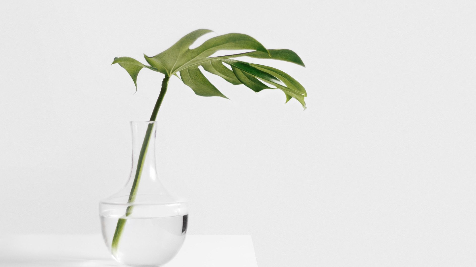 Minimalist Tumblr Plants Desktop Wallpapers