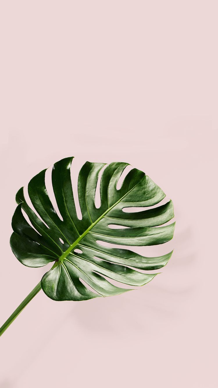 Minimalist Tumblr Plants Desktop Wallpapers