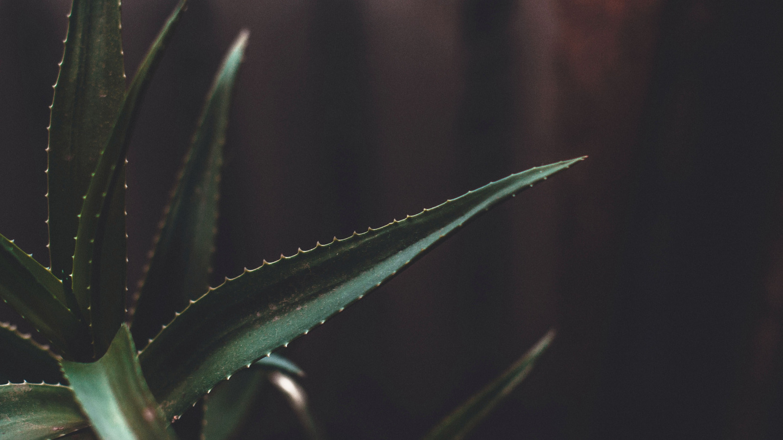 Minimalist Tumblr Plants Desktop Wallpapers