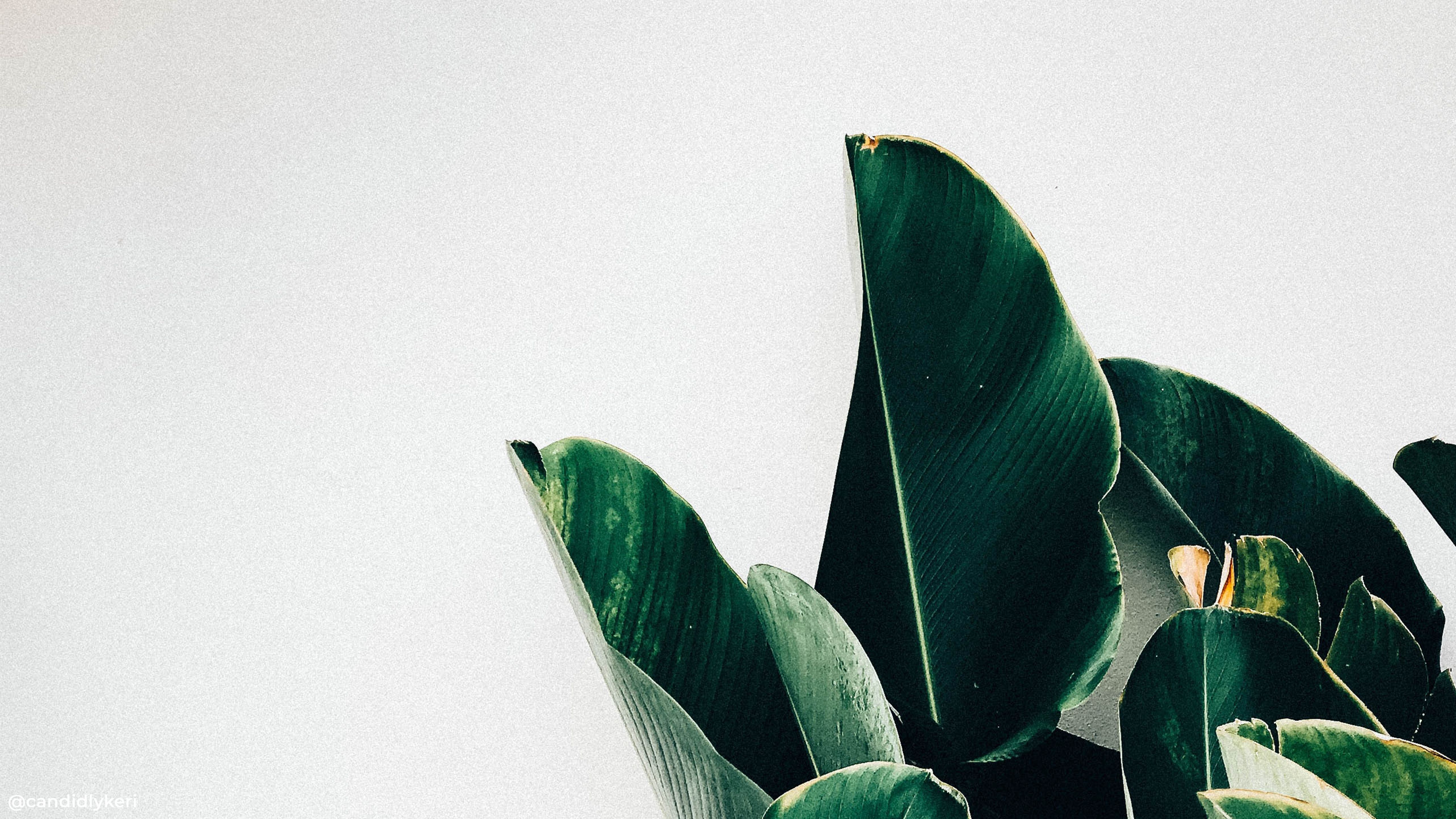 Minimalist Tumblr Plants Desktop Wallpapers