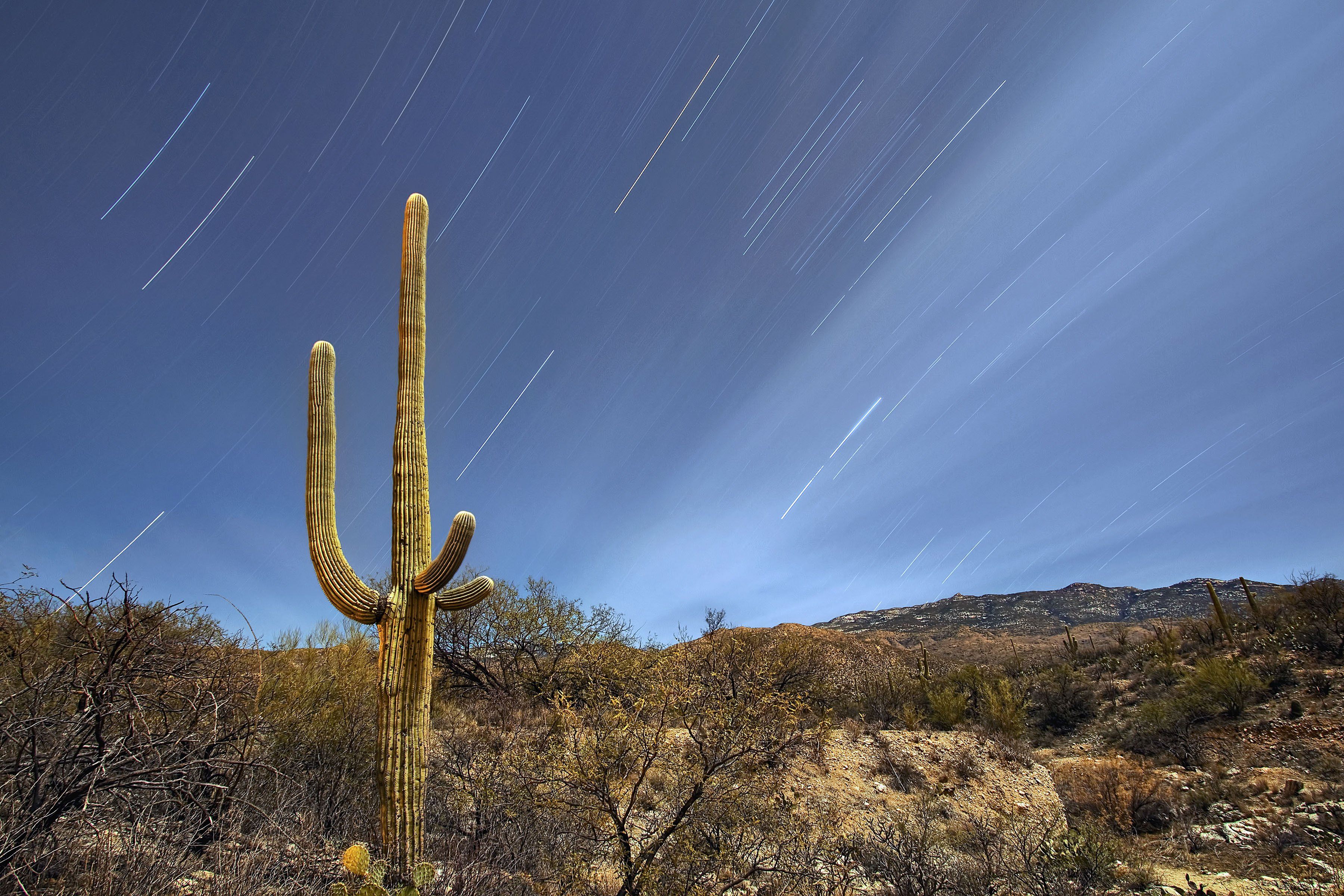 Saguaro Geometric Line Art Wallpapers