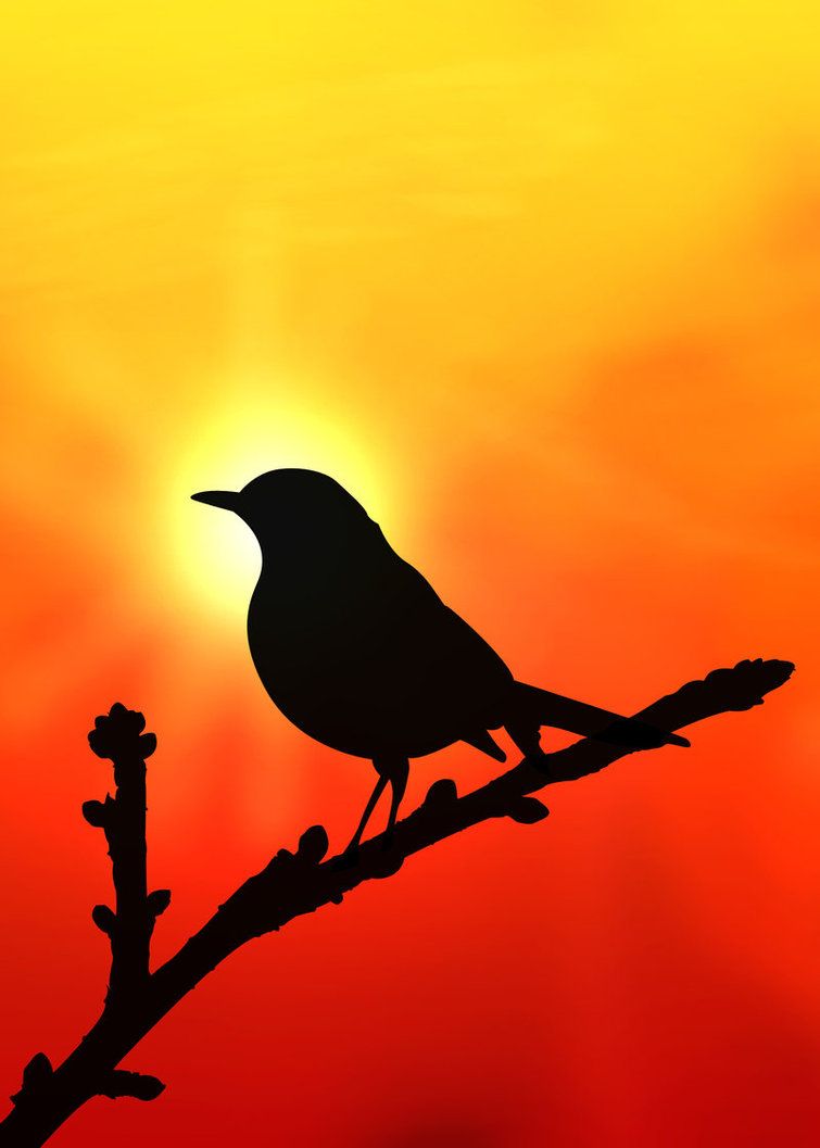 Silhouette Man And Birds Wallpapers