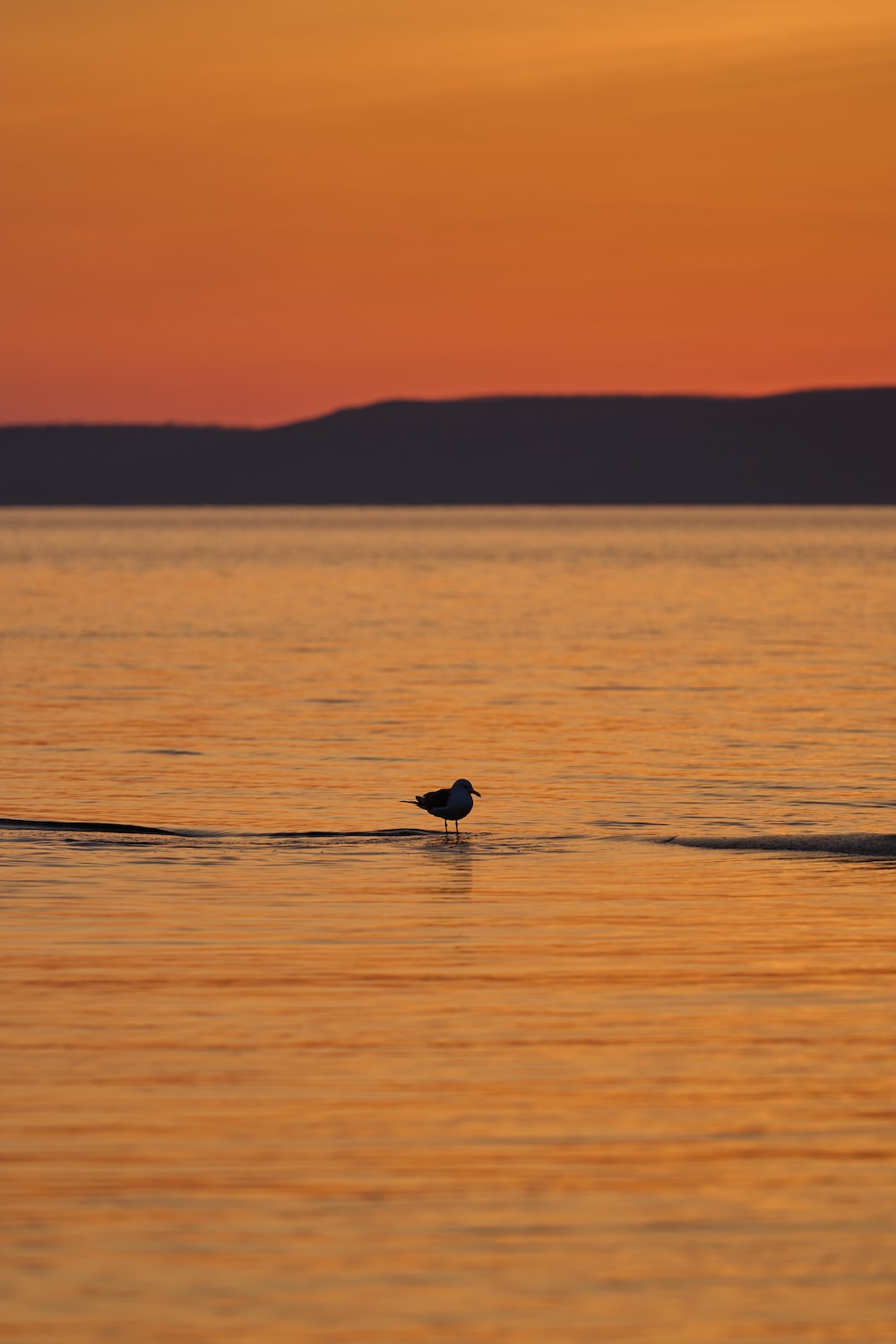 Silhouette Man And Birds Wallpapers