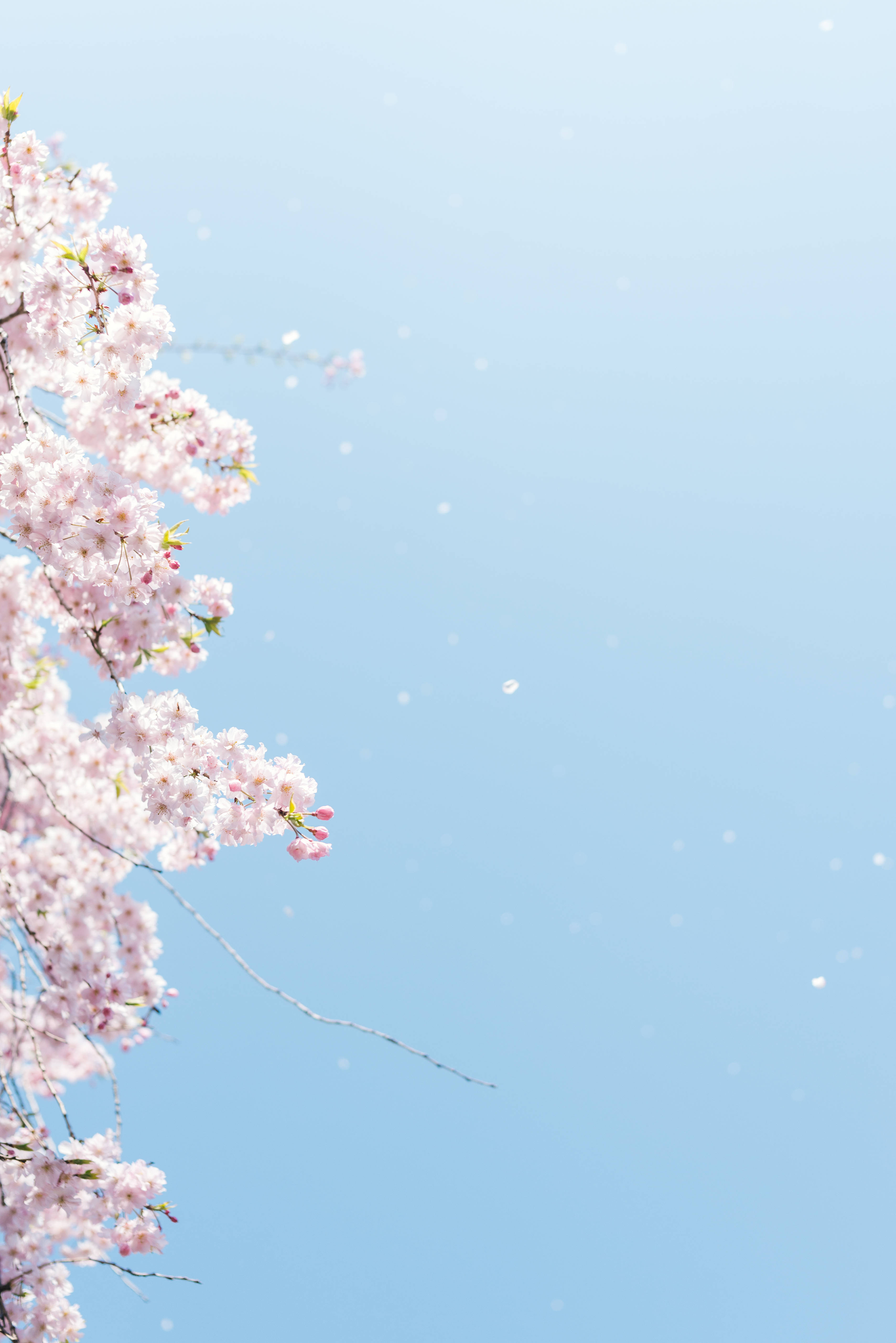 Minimalist Cherry Blossom Wallpapers