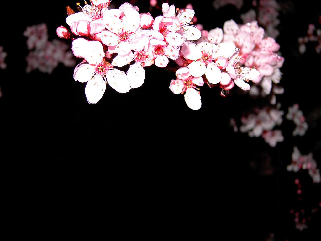 Minimalist Cherry Blossom Wallpapers