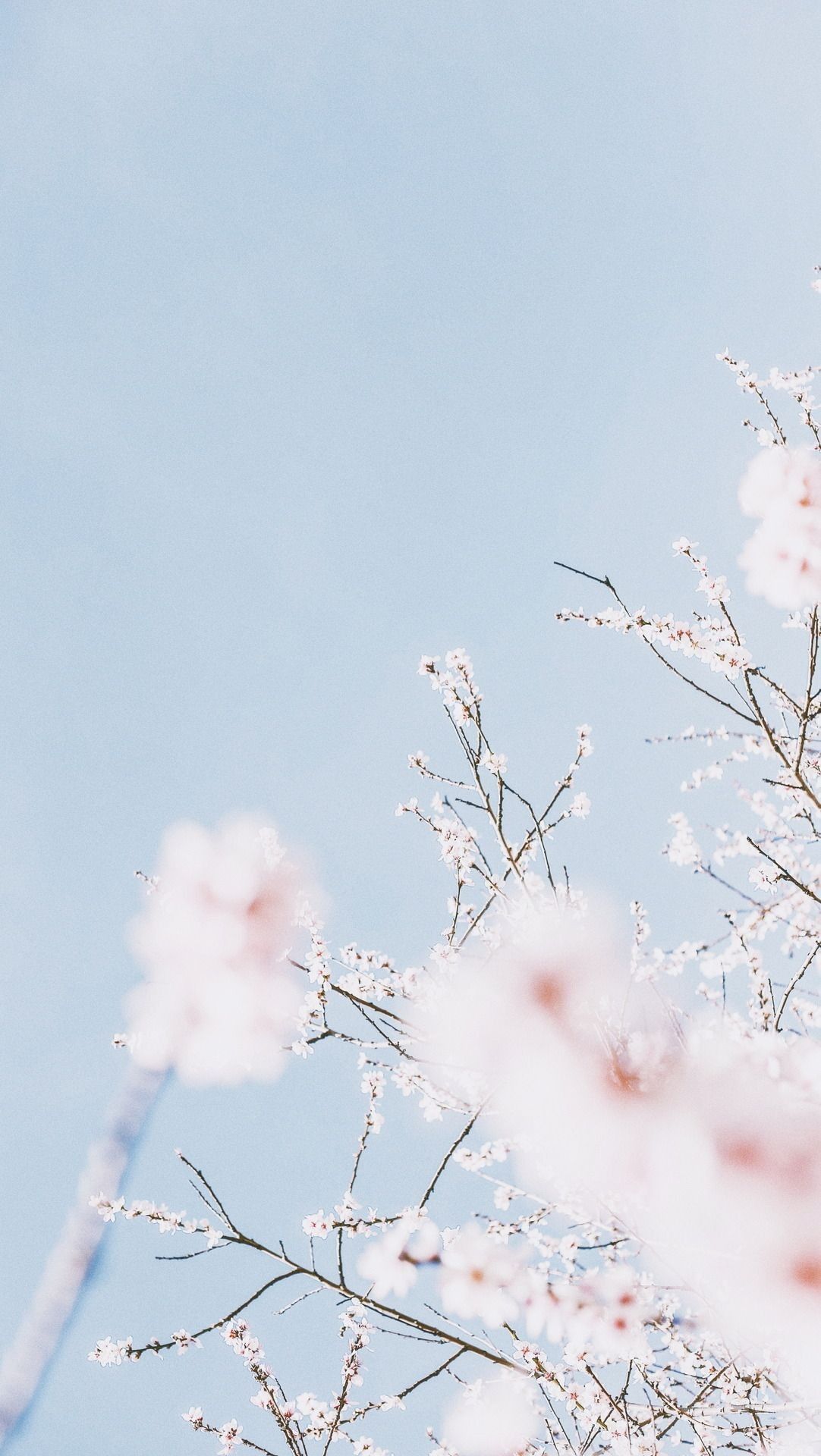 Minimalist Cherry Blossom Wallpapers