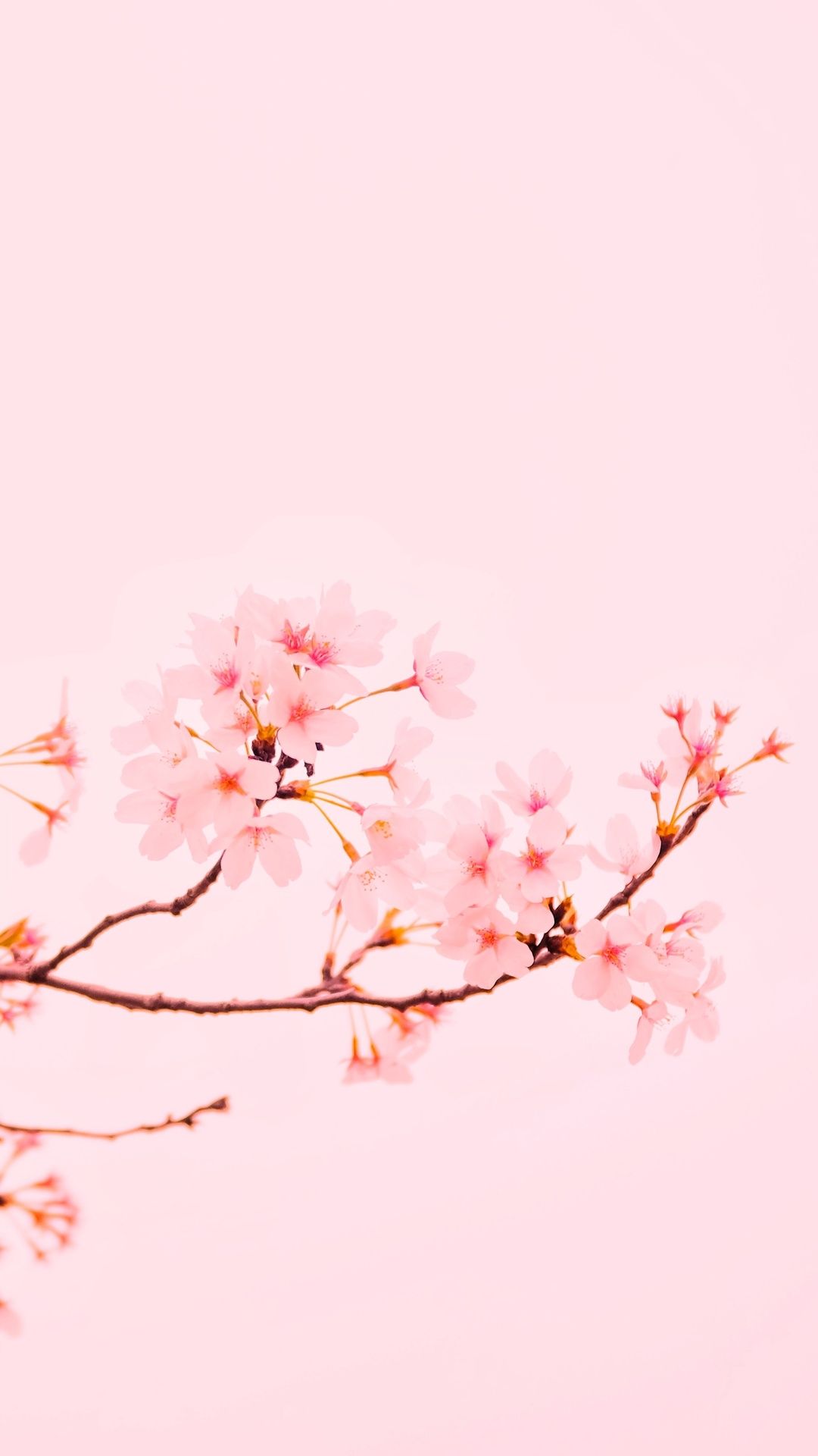 Minimalist Cherry Blossom Wallpapers