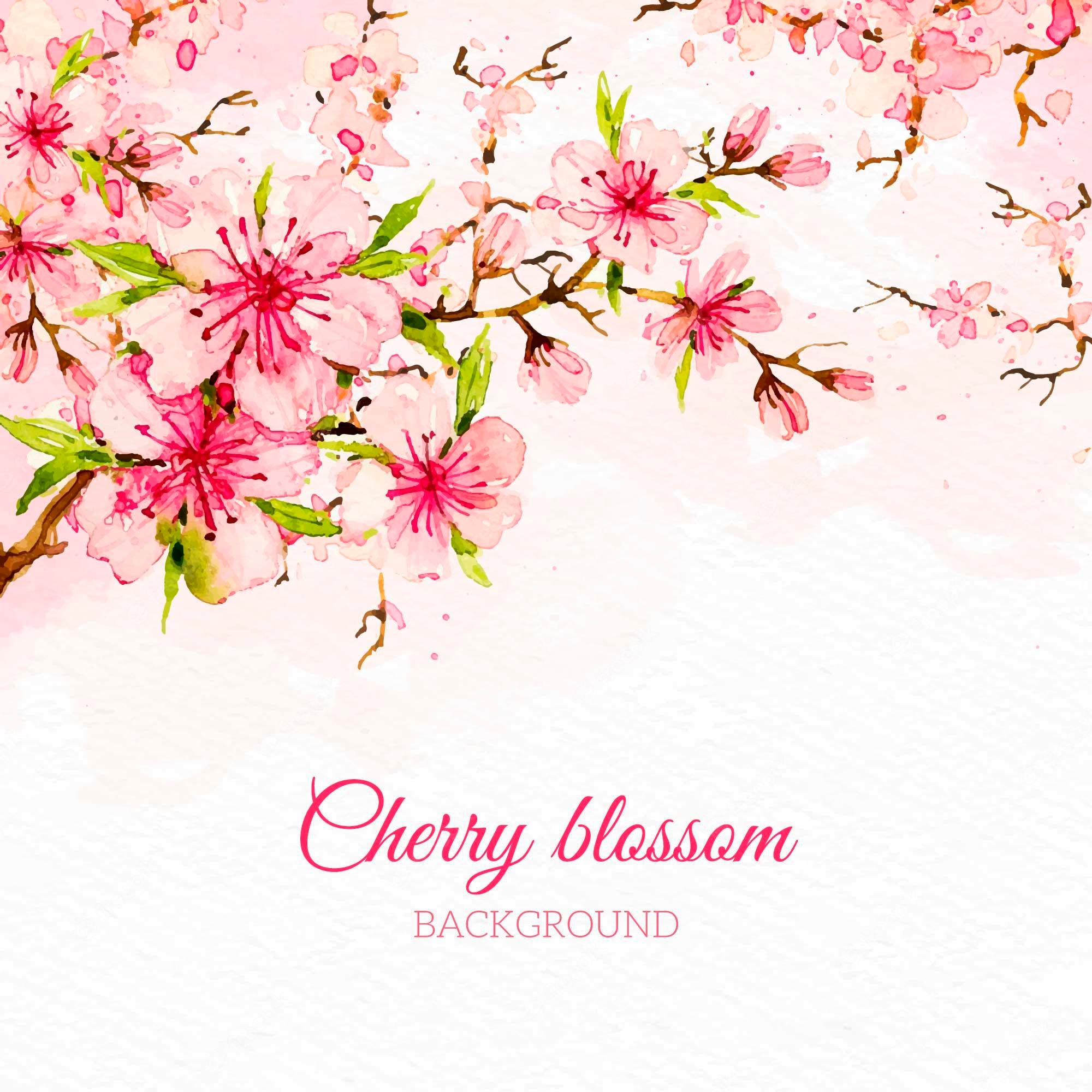 Minimalist Cherry Blossom Wallpapers