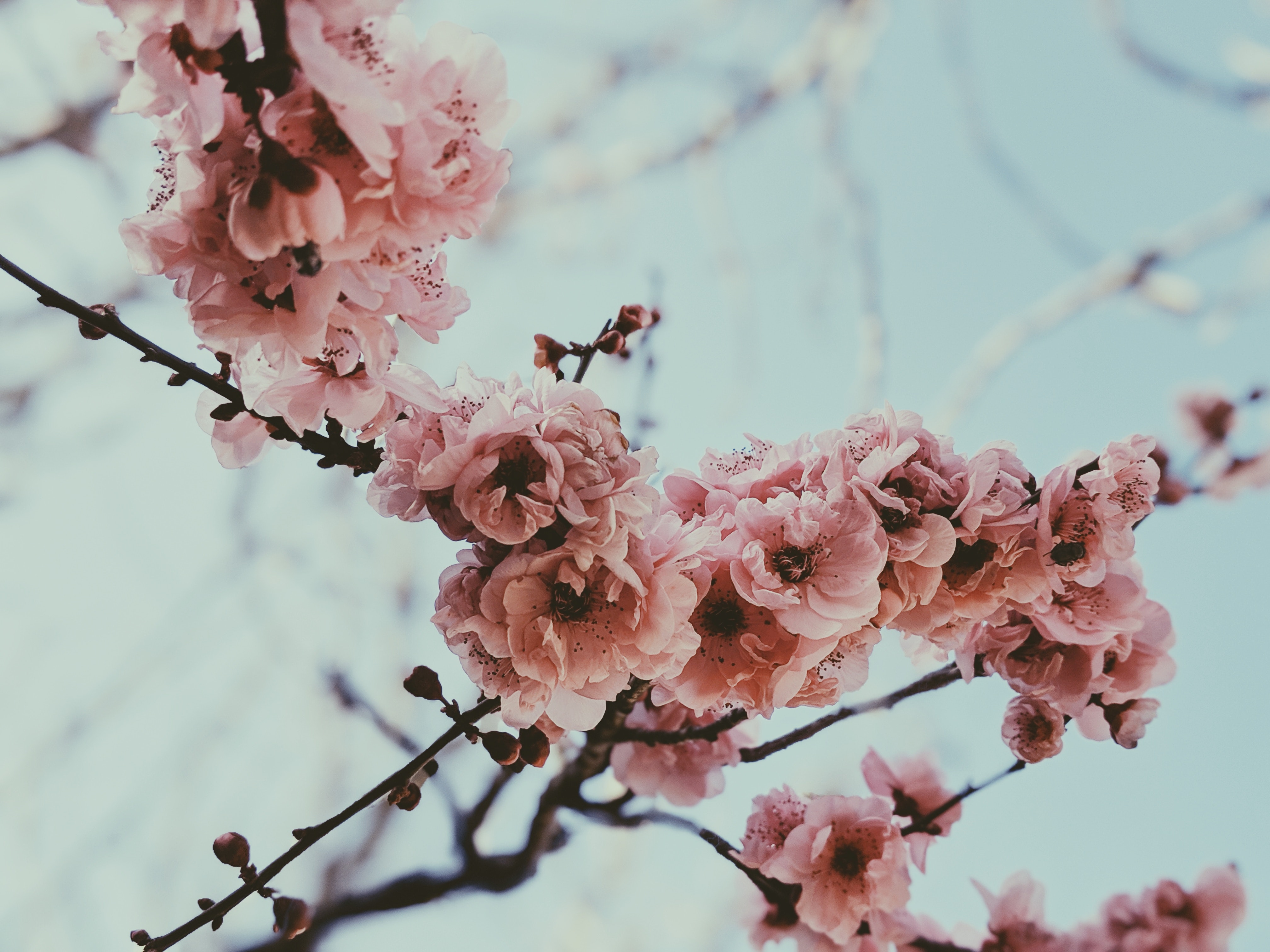 Minimalist Cherry Blossom Wallpapers