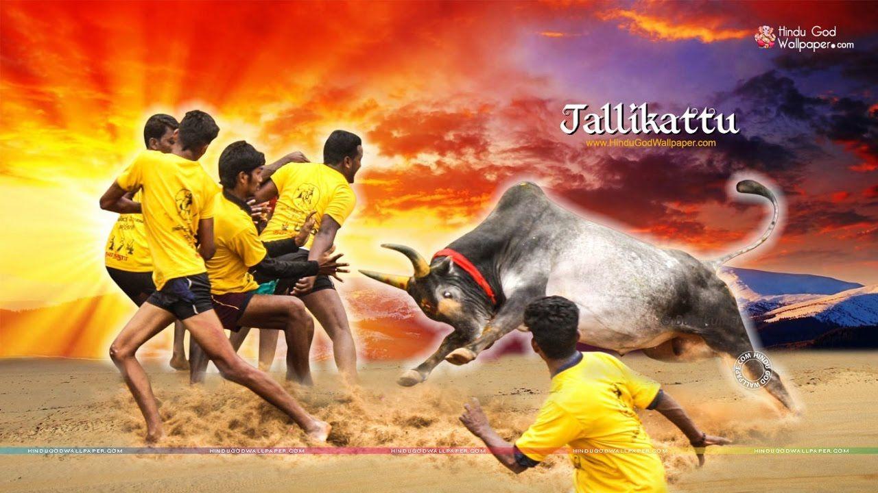 Jallikattu Wallpapers