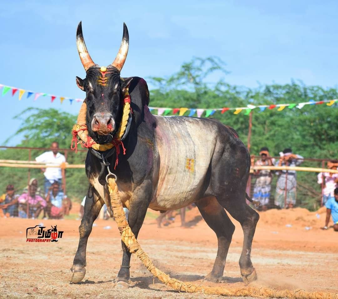 Jallikattu Wallpapers