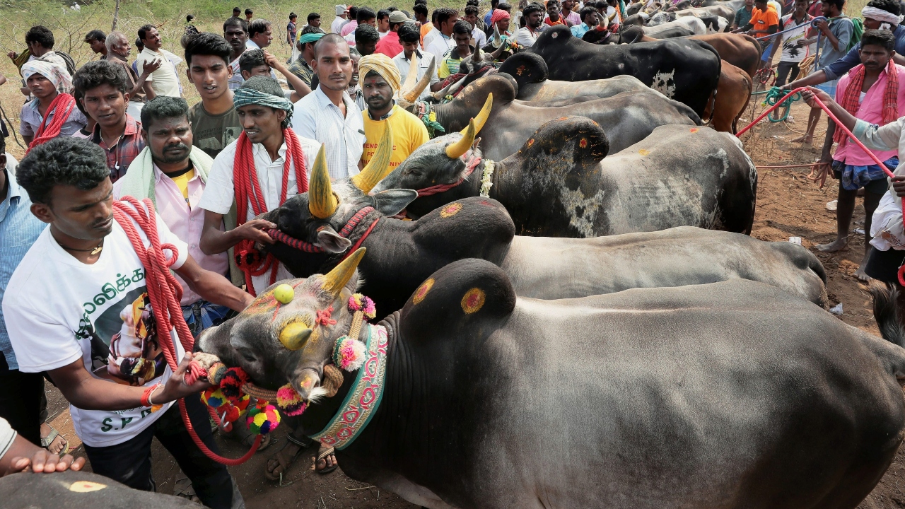 Jallikattu Wallpapers