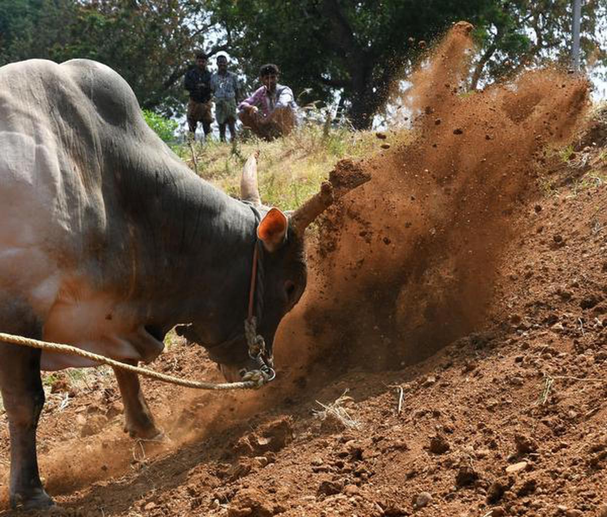 Jallikattu Wallpapers