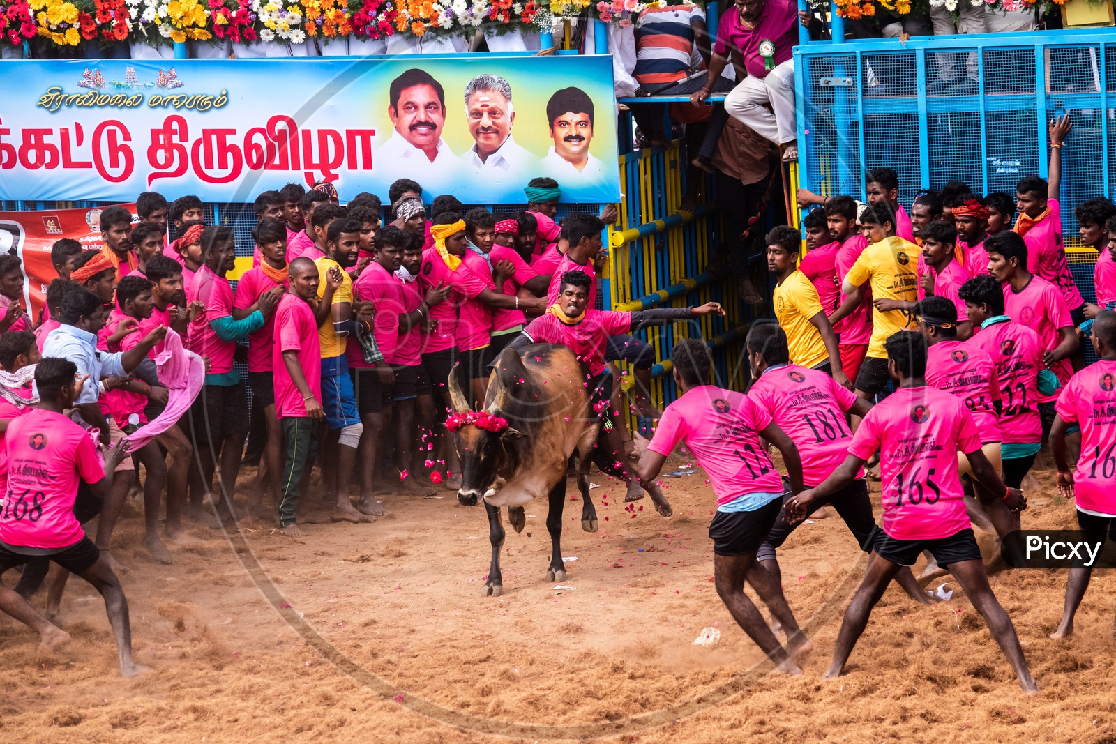 Jallikattu Wallpapers