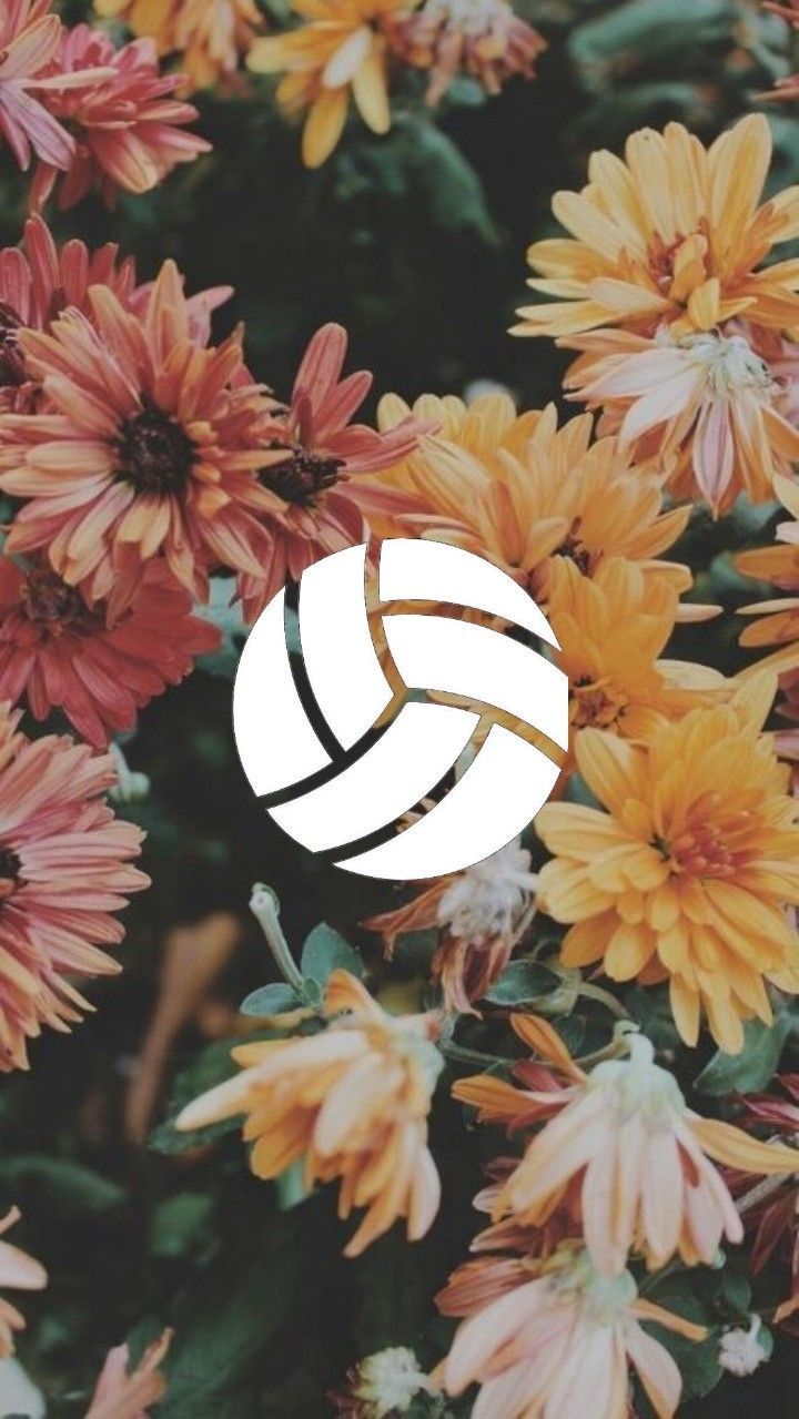 Volleyball Wallpapers