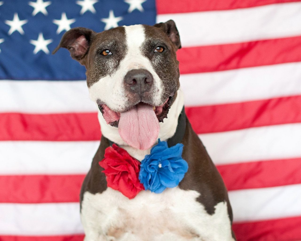 American Dog Wallpapers