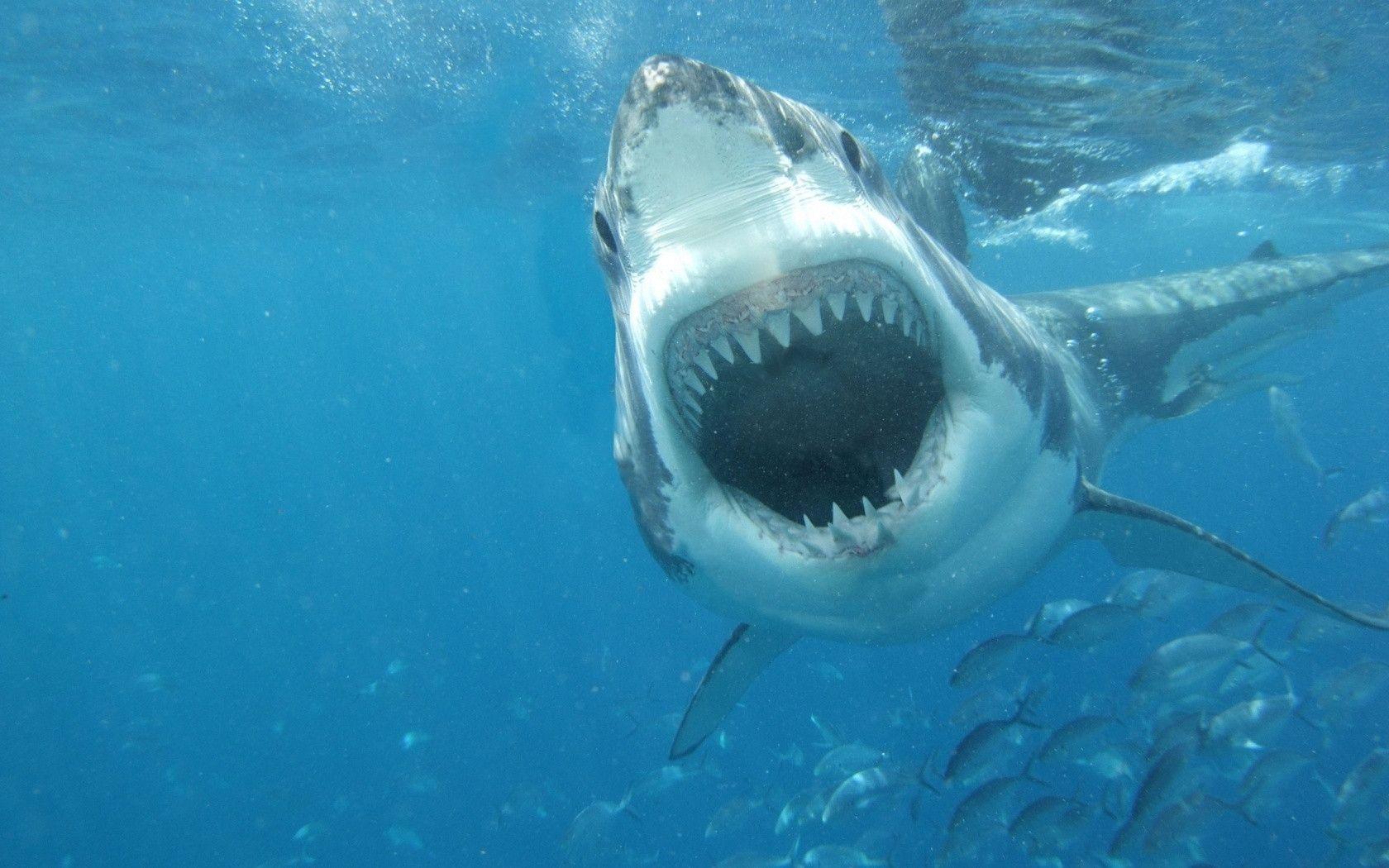 Great White Wallpapers