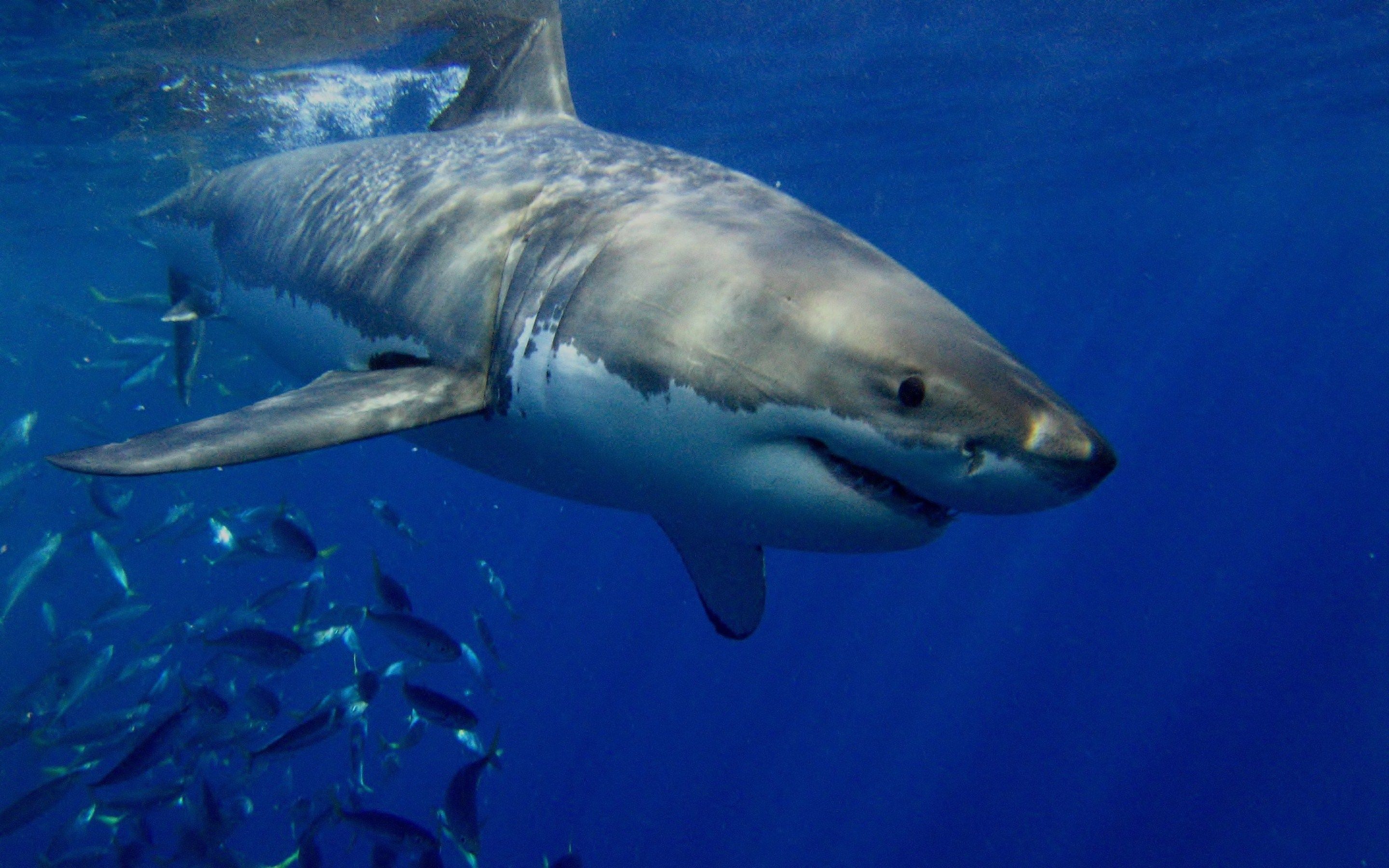 Great White Wallpapers