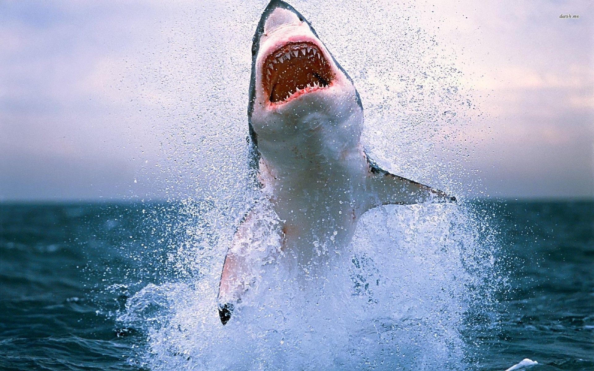 Great White Wallpapers