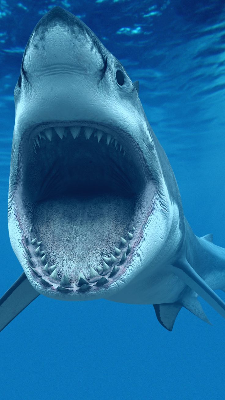 Great White Wallpapers