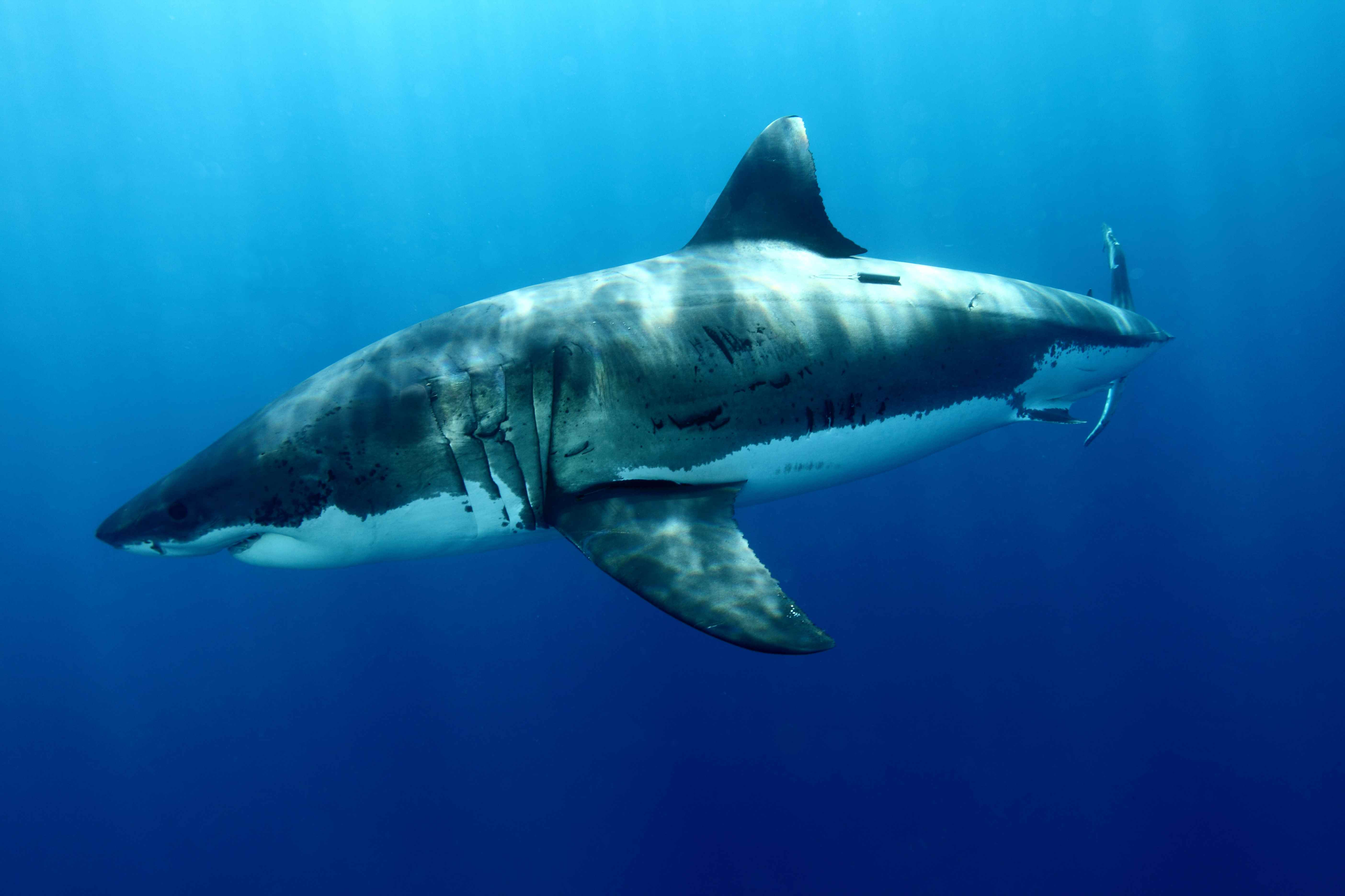 Great White Wallpapers