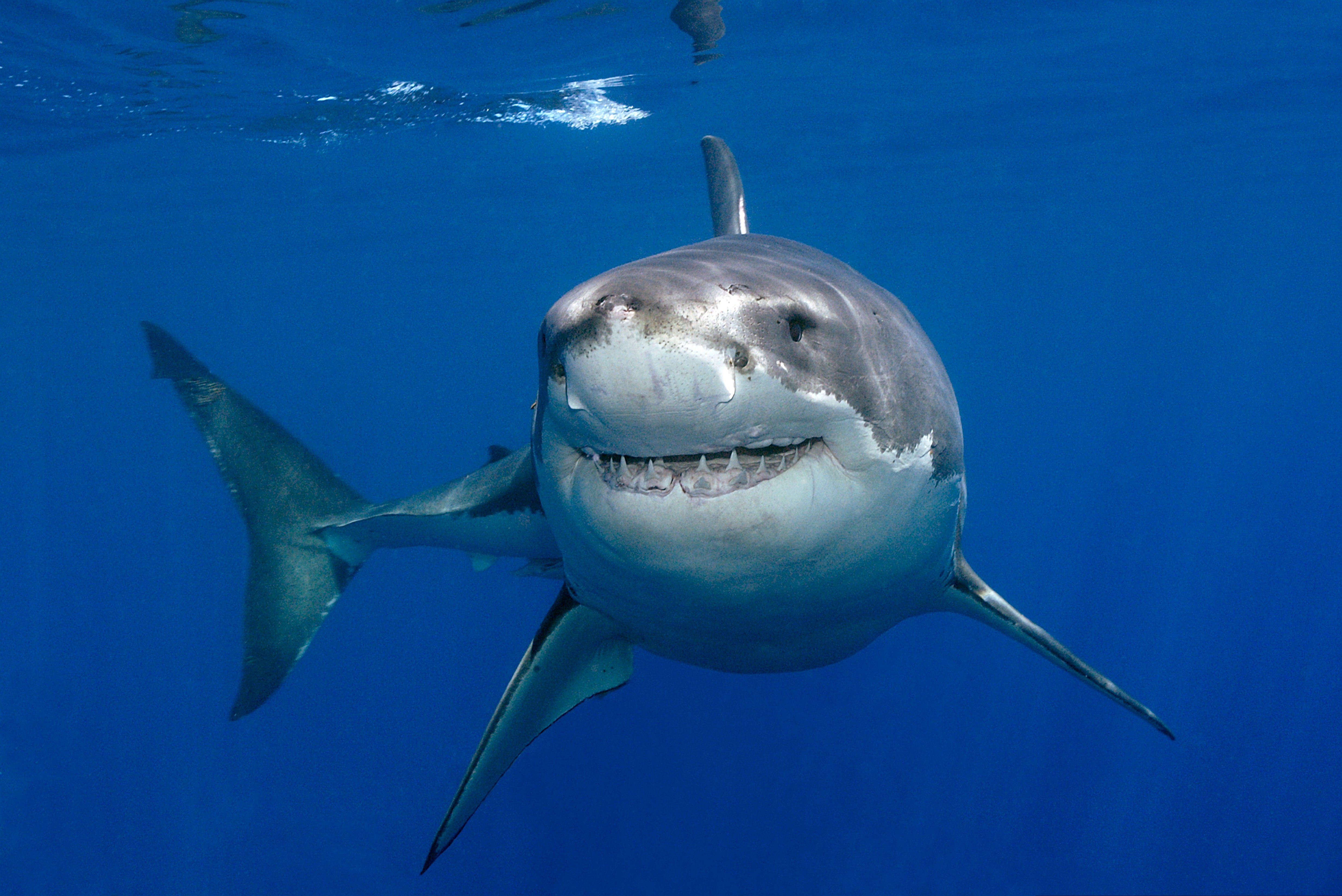 Great White Wallpapers