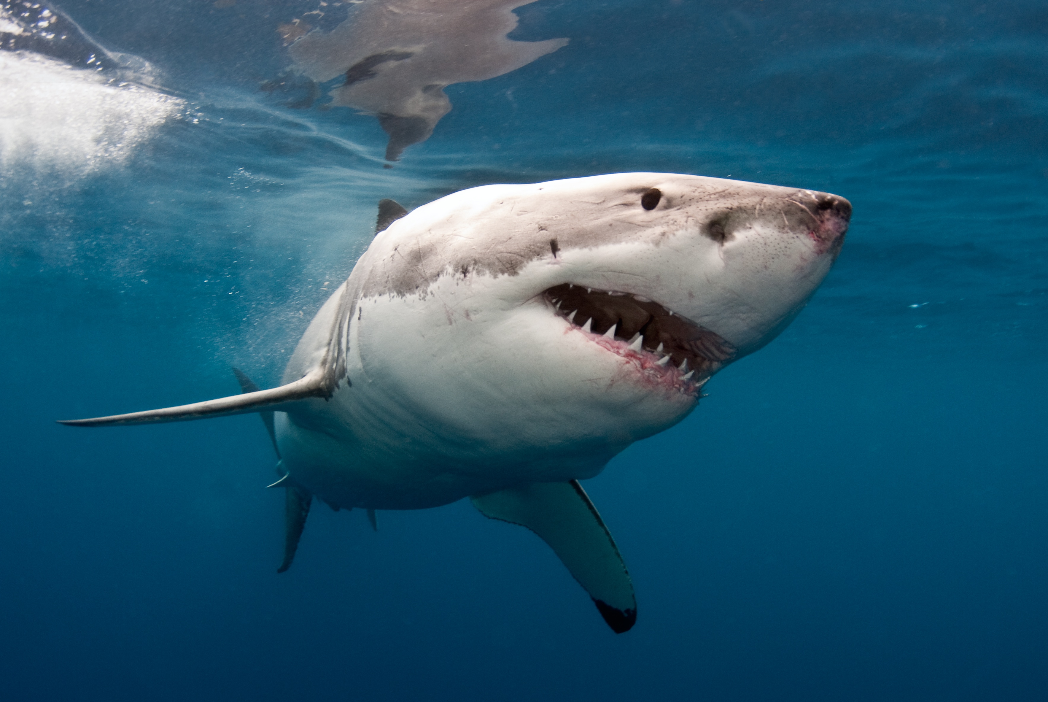 Great White Wallpapers