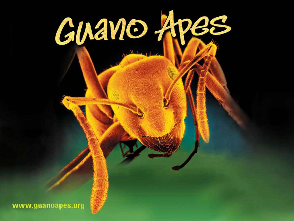 Guano Apes Wallpapers