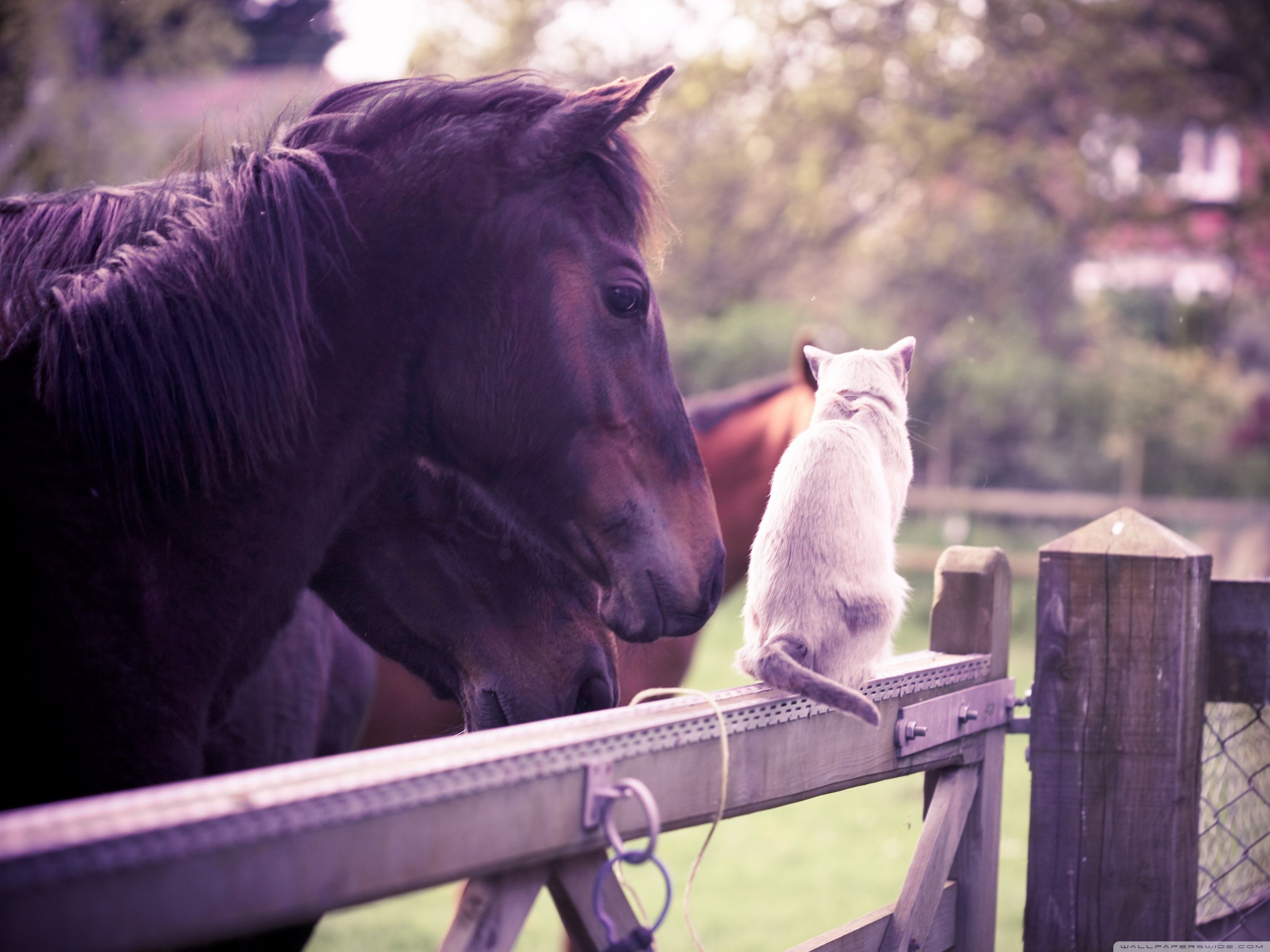 Gypsy And The Cat Wallpapers