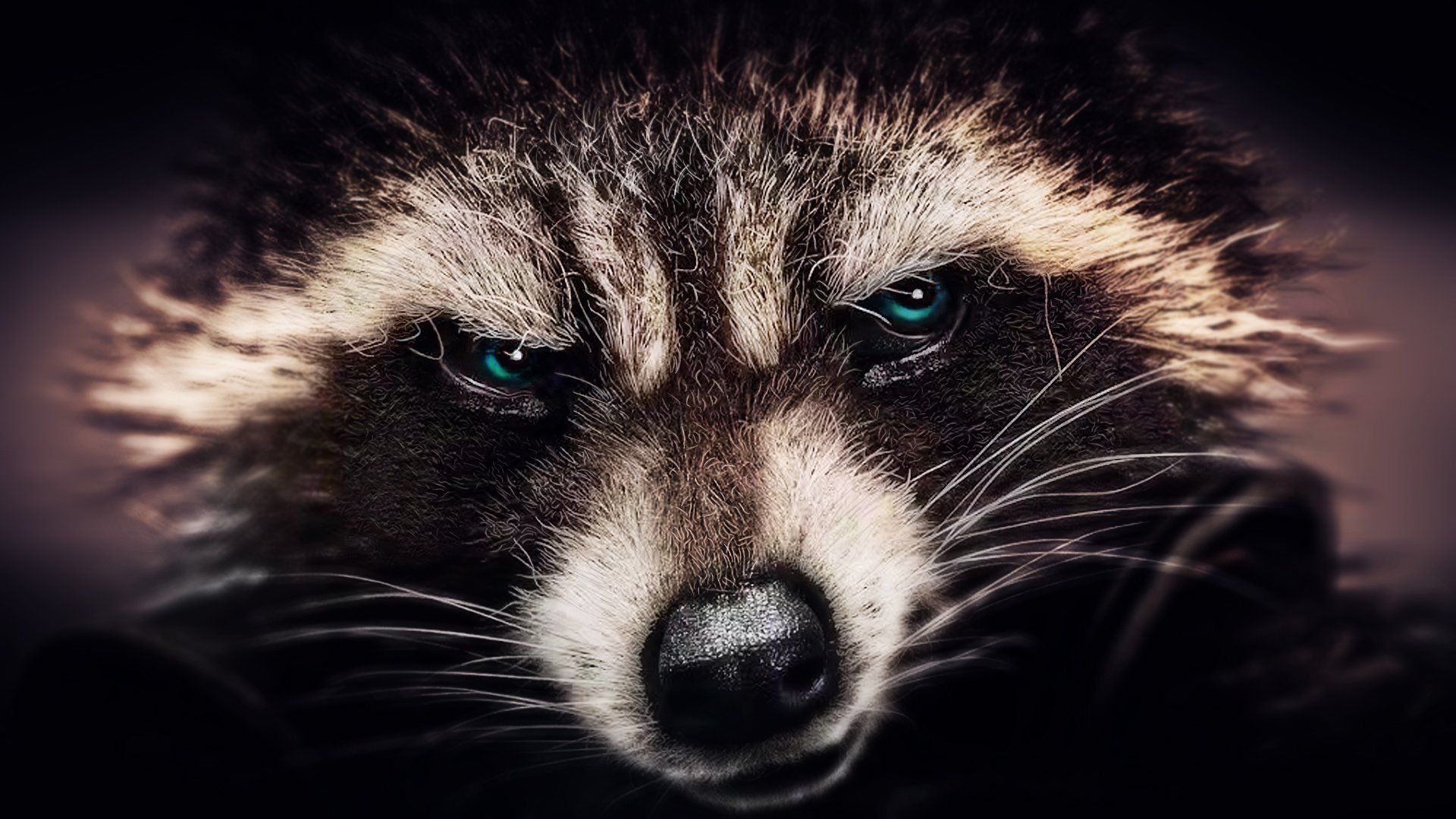 Racoon Wallpapers