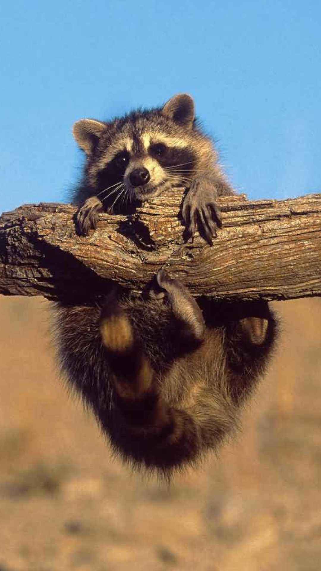 Racoon Wallpapers