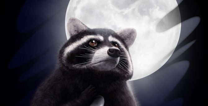 Racoon Wallpapers