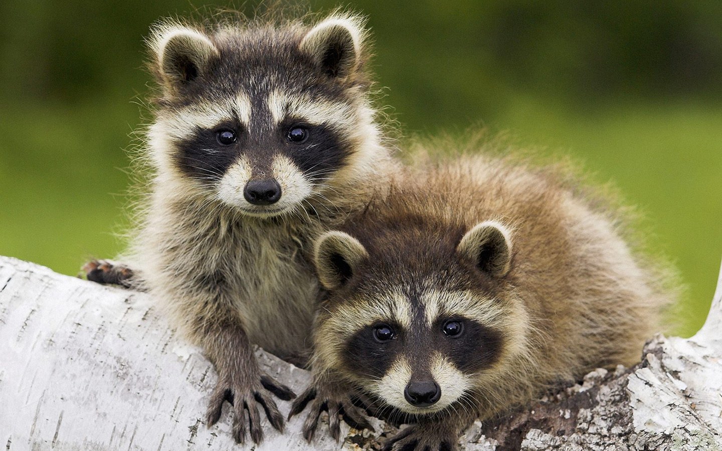 Racoon Wallpapers