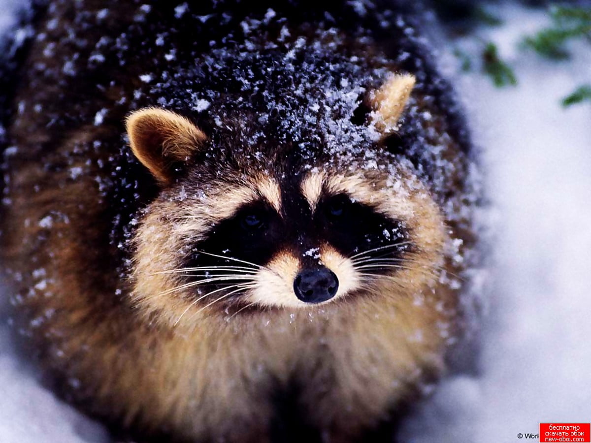 Racoon Wallpapers