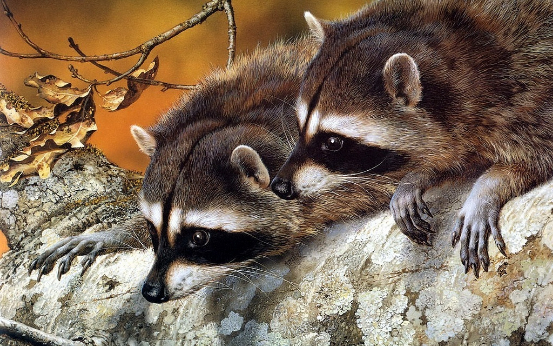 Racoon Wallpapers