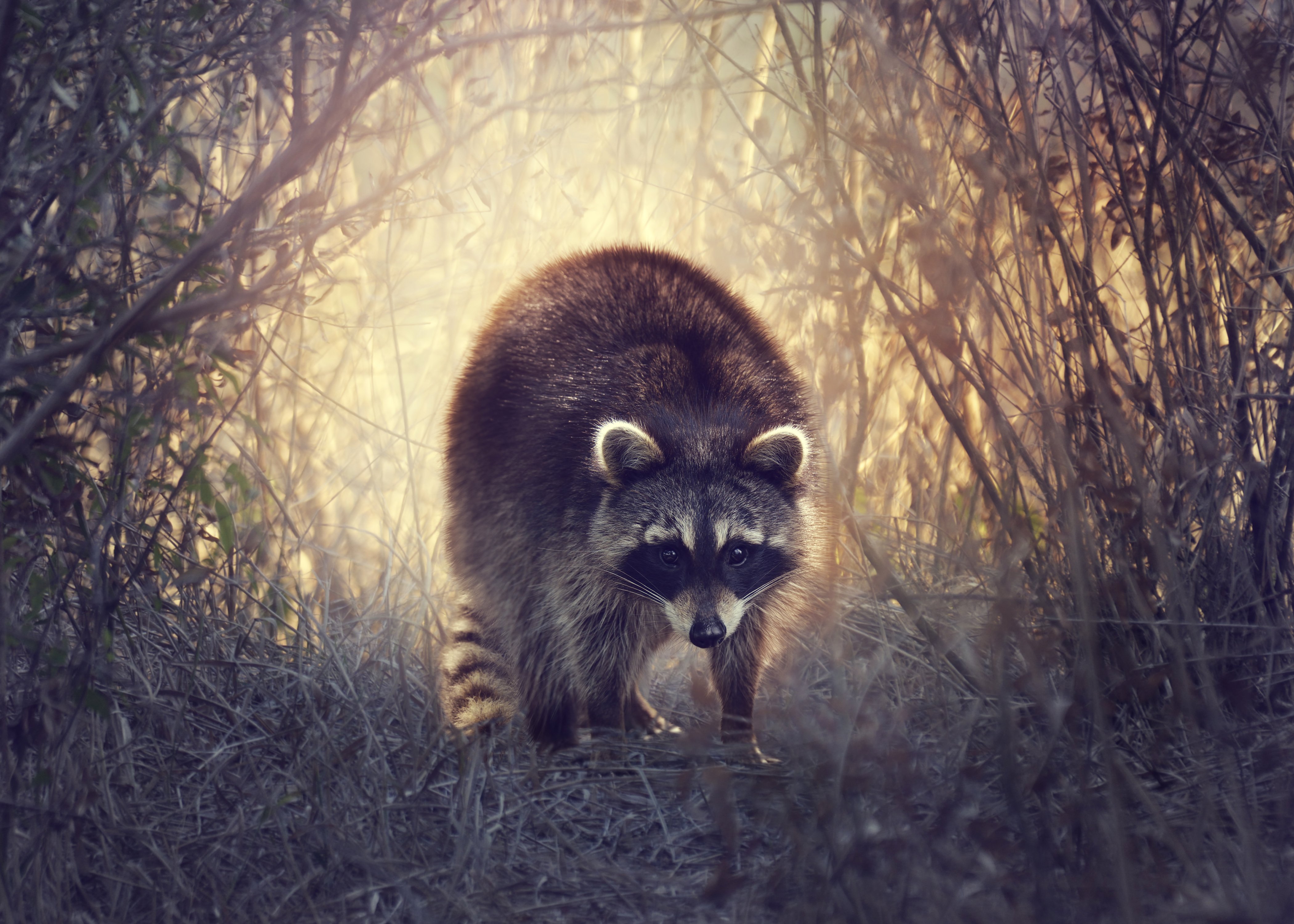 Racoon Wallpapers