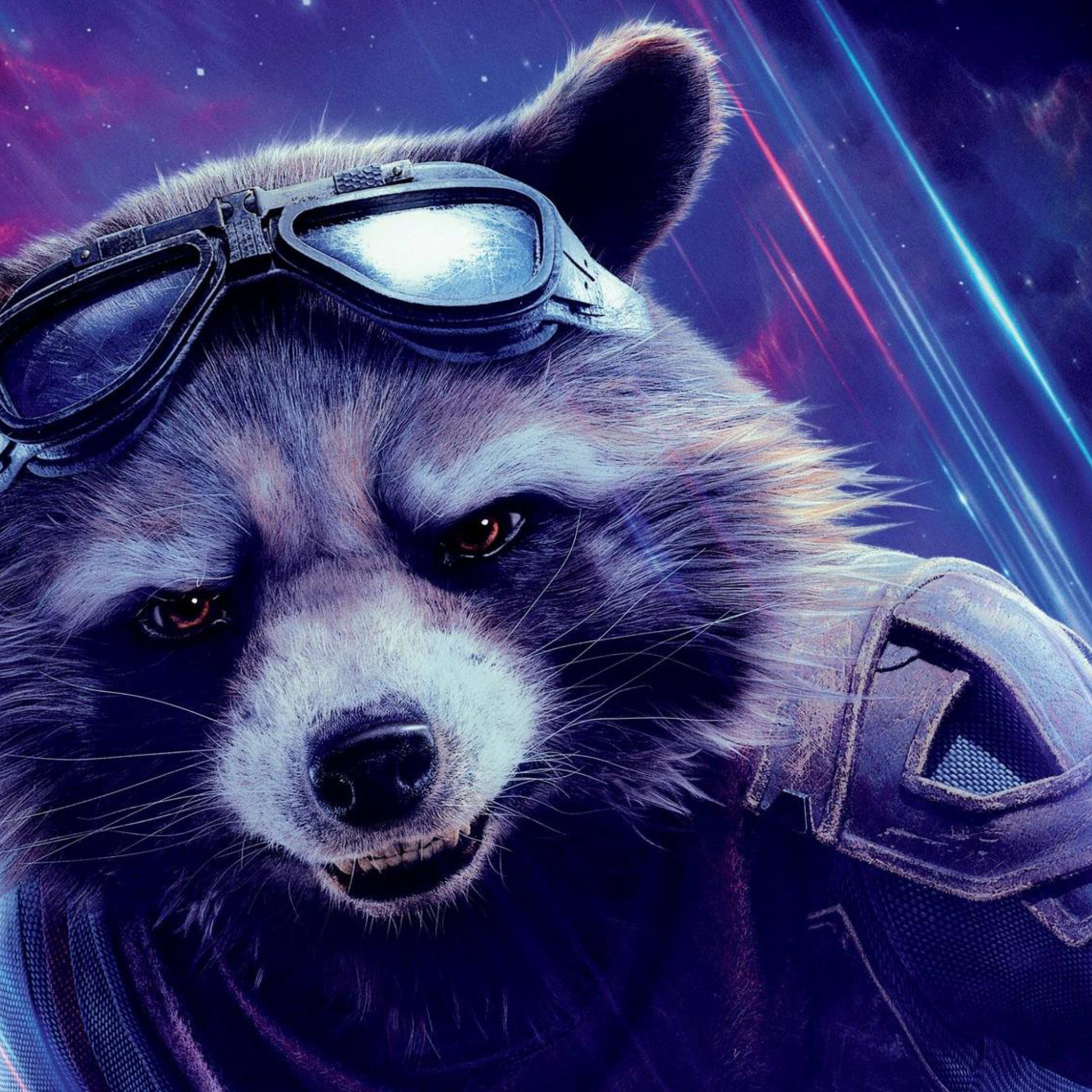 Racoon Wallpapers