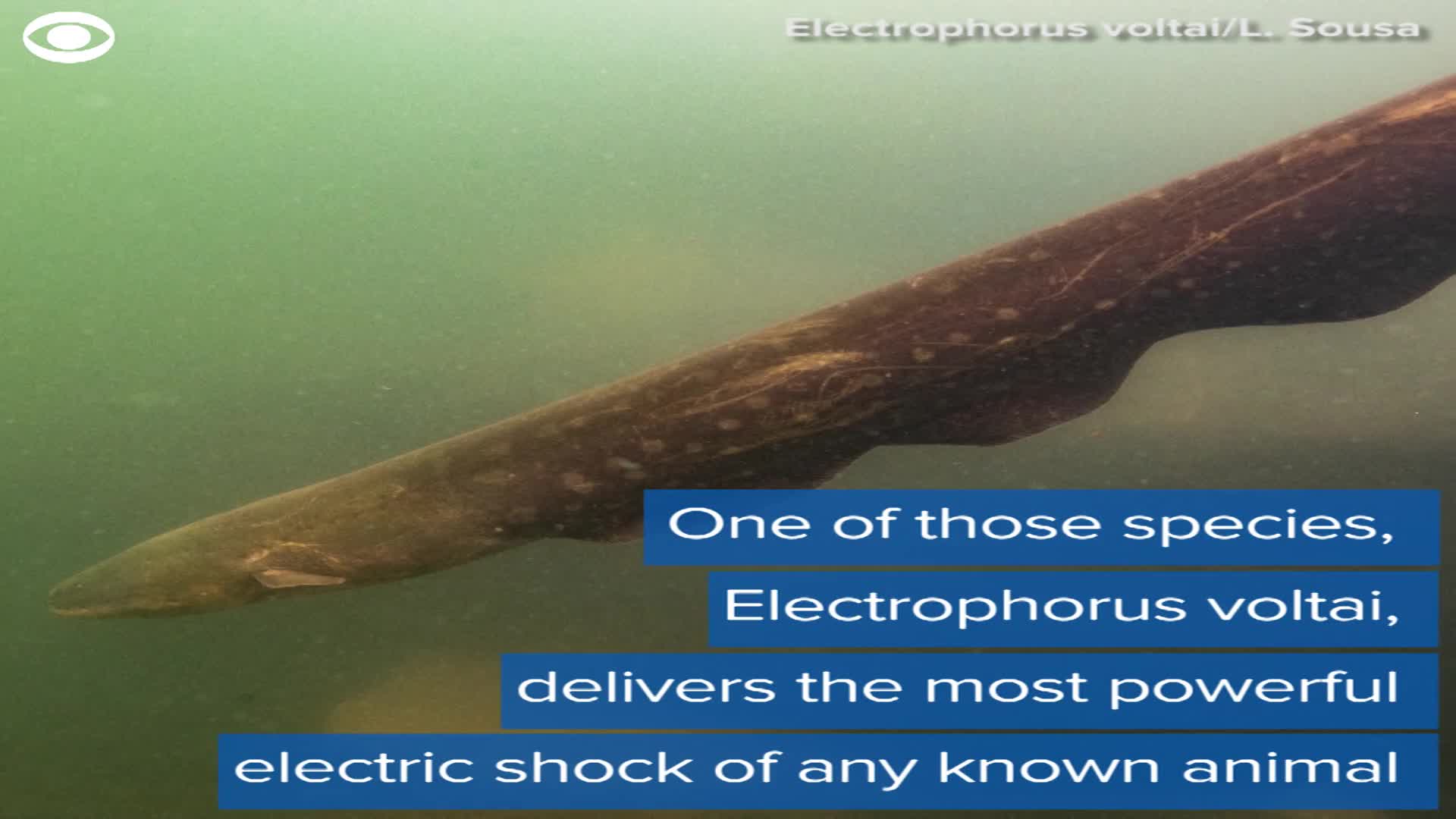 Electric Eel Shock Wallpapers