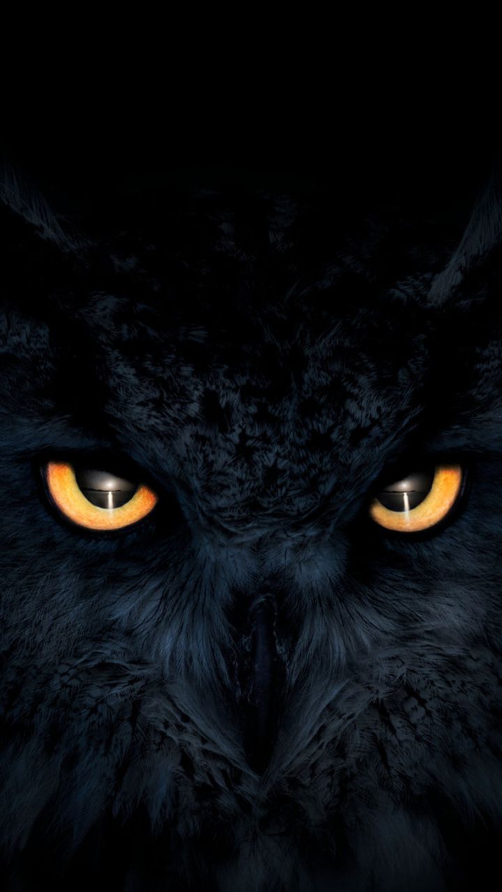 Owl Eyes Wallpapers