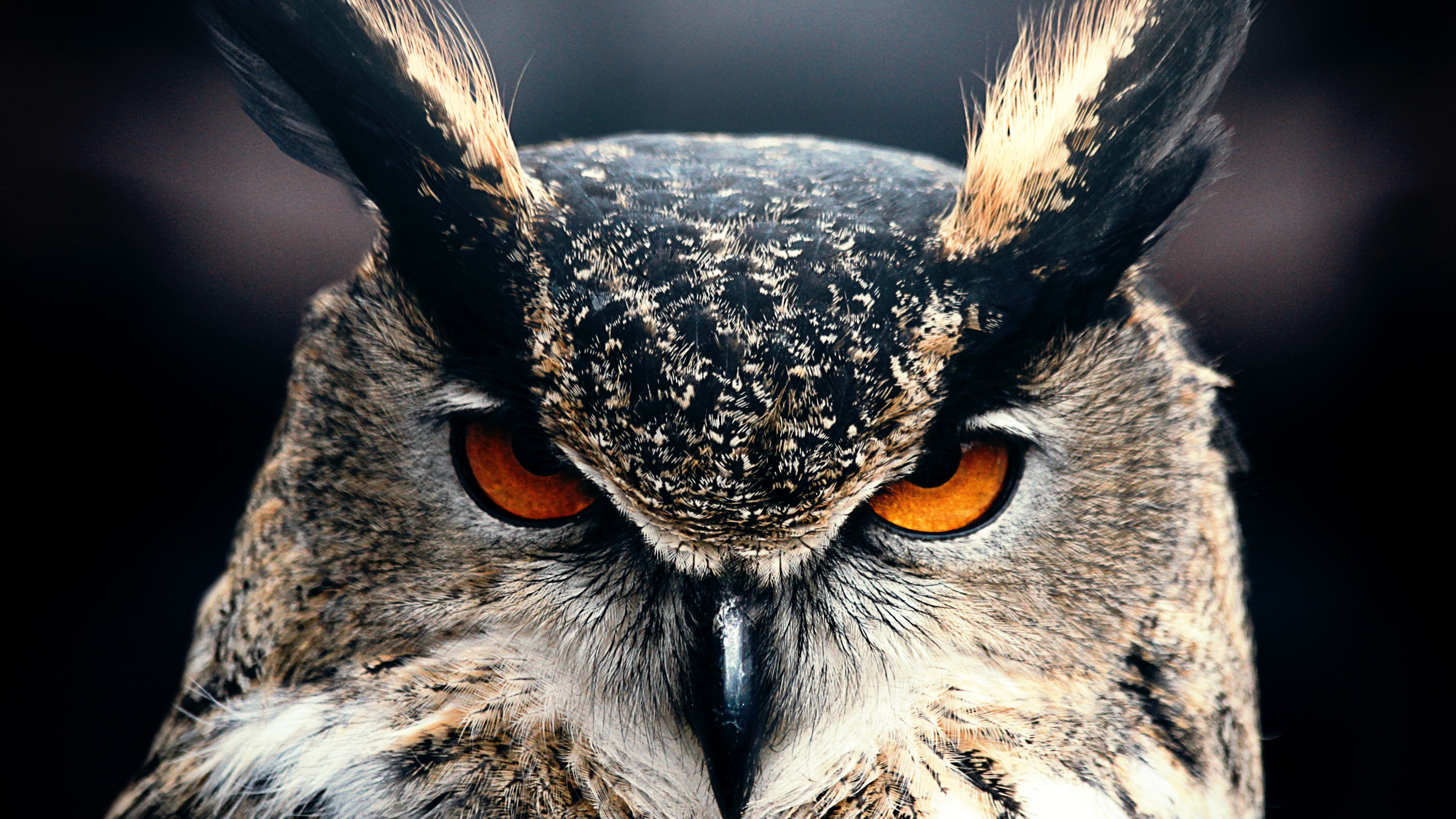 Owl Eyes Wallpapers