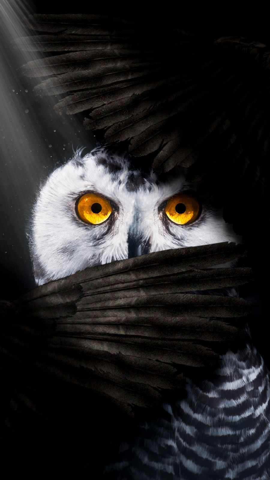 Owl Eyes Wallpapers