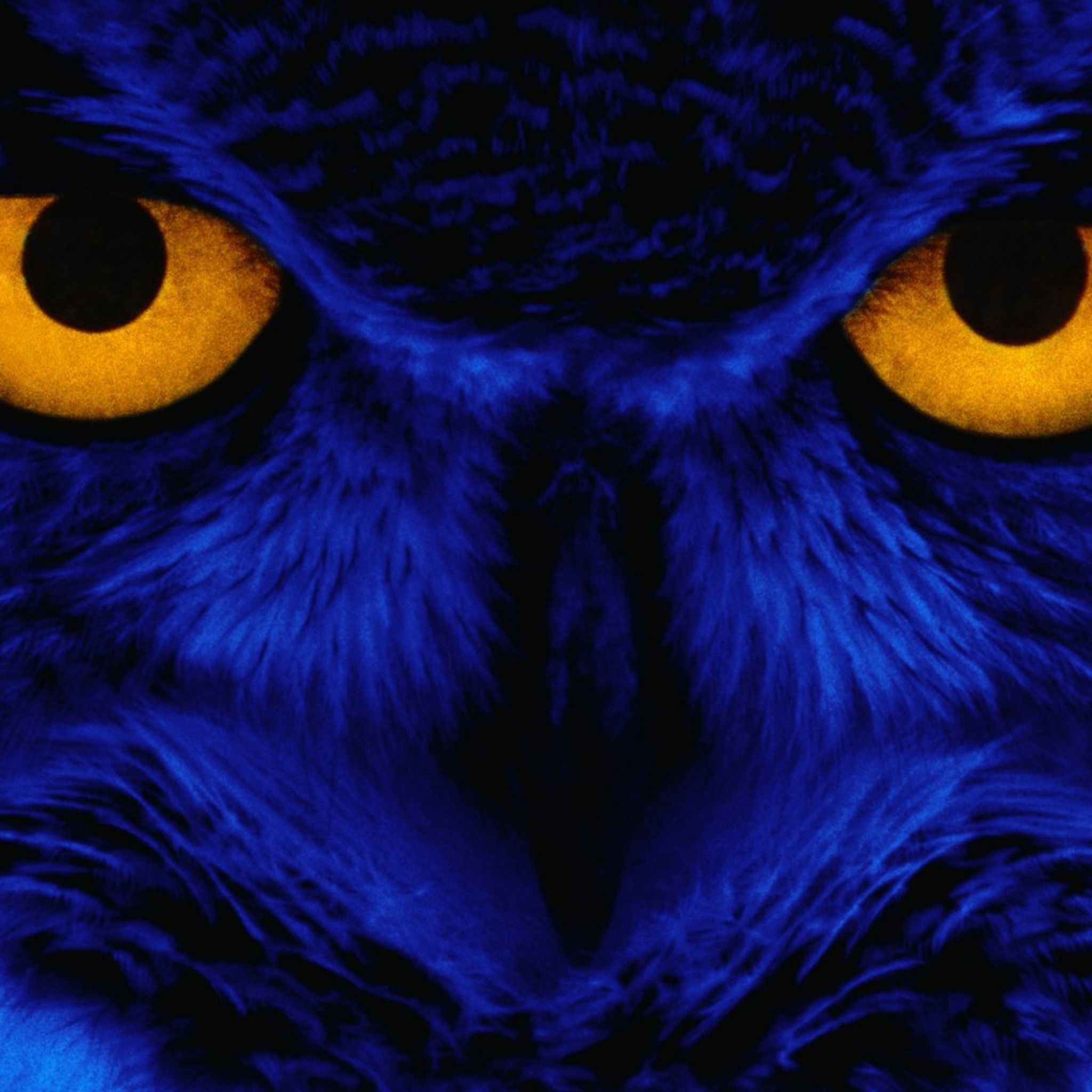 Owl Eyes Wallpapers