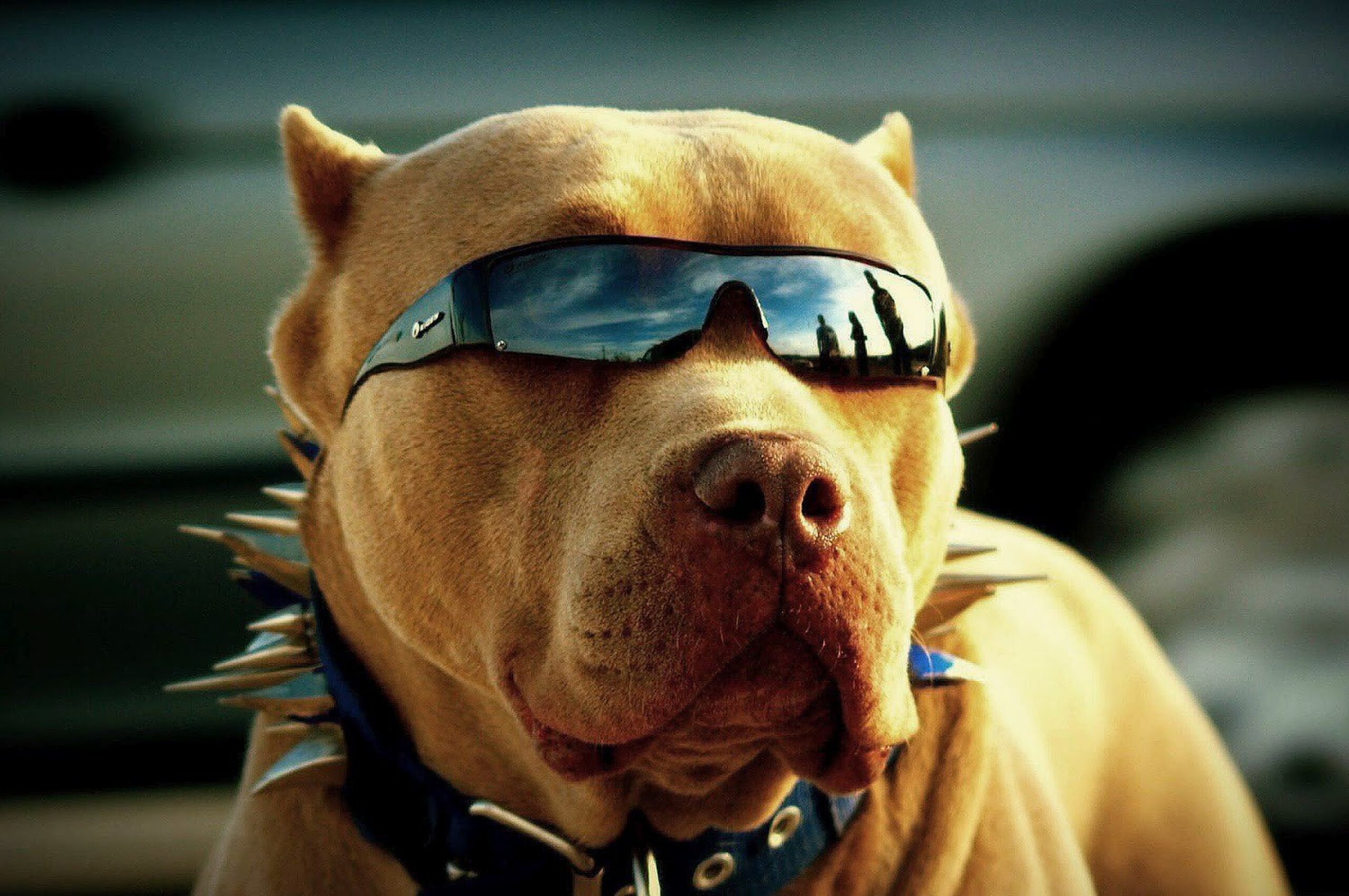 Pitbull Wallpapers