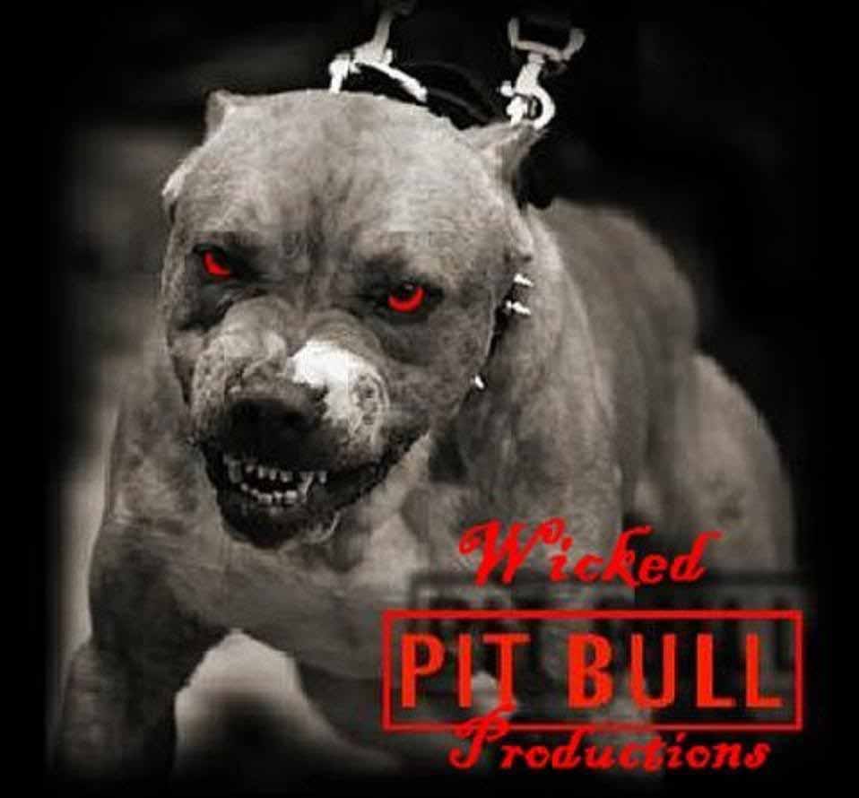 Pitbull Wallpapers