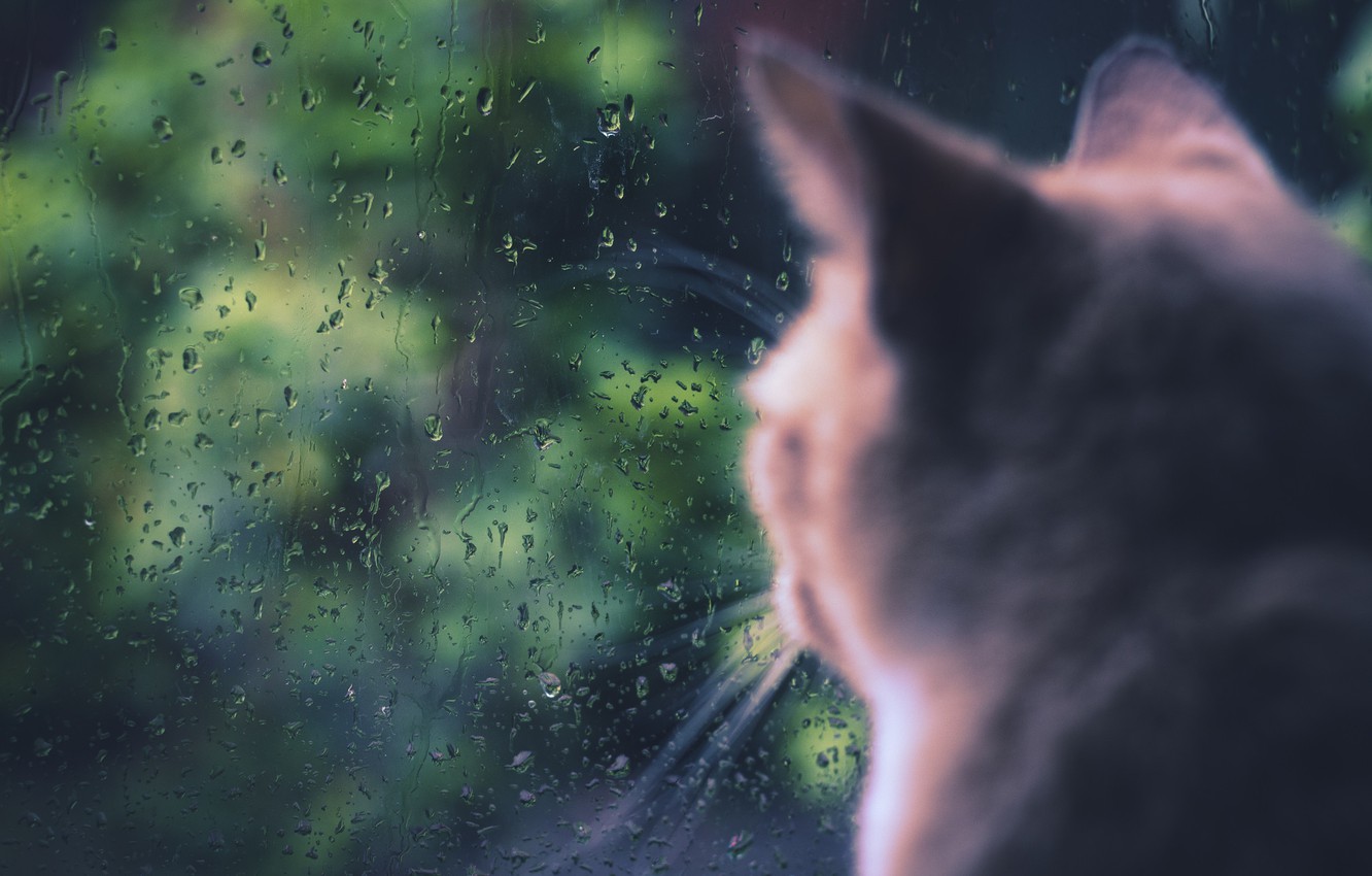 4K Girl In The Rain With Cat Wallpapers