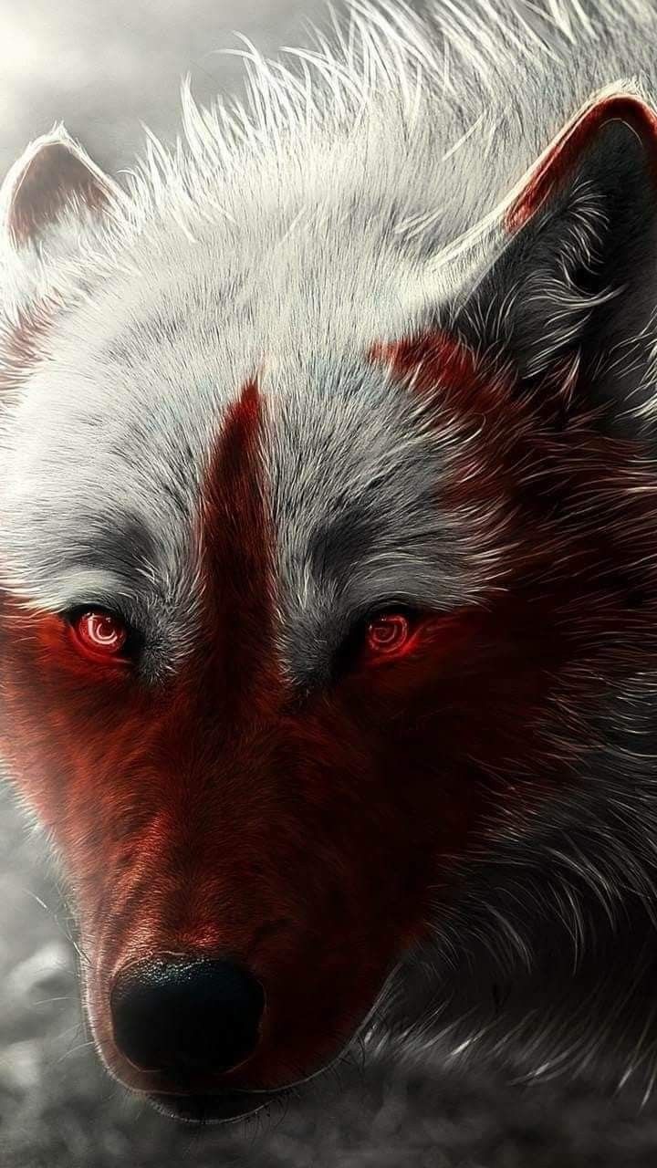 Anime Black And Red Wolf Wallpapers