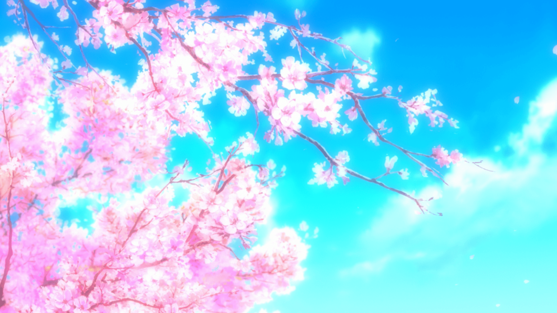 Anime Blossom Wallpapers