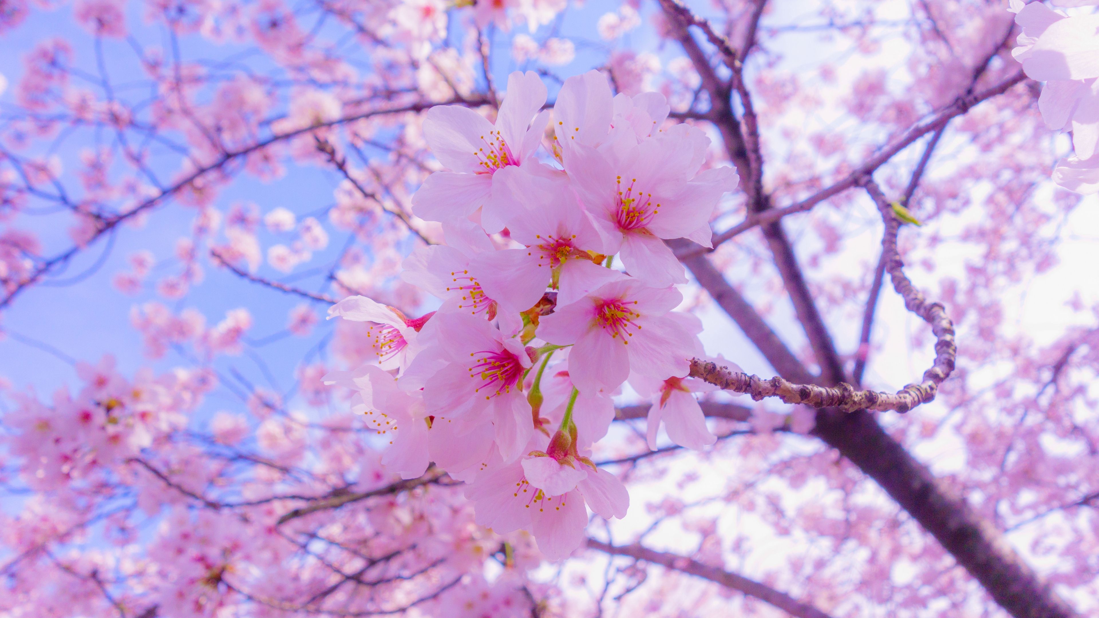 Anime Cherry Blossom 4K Wallpapers