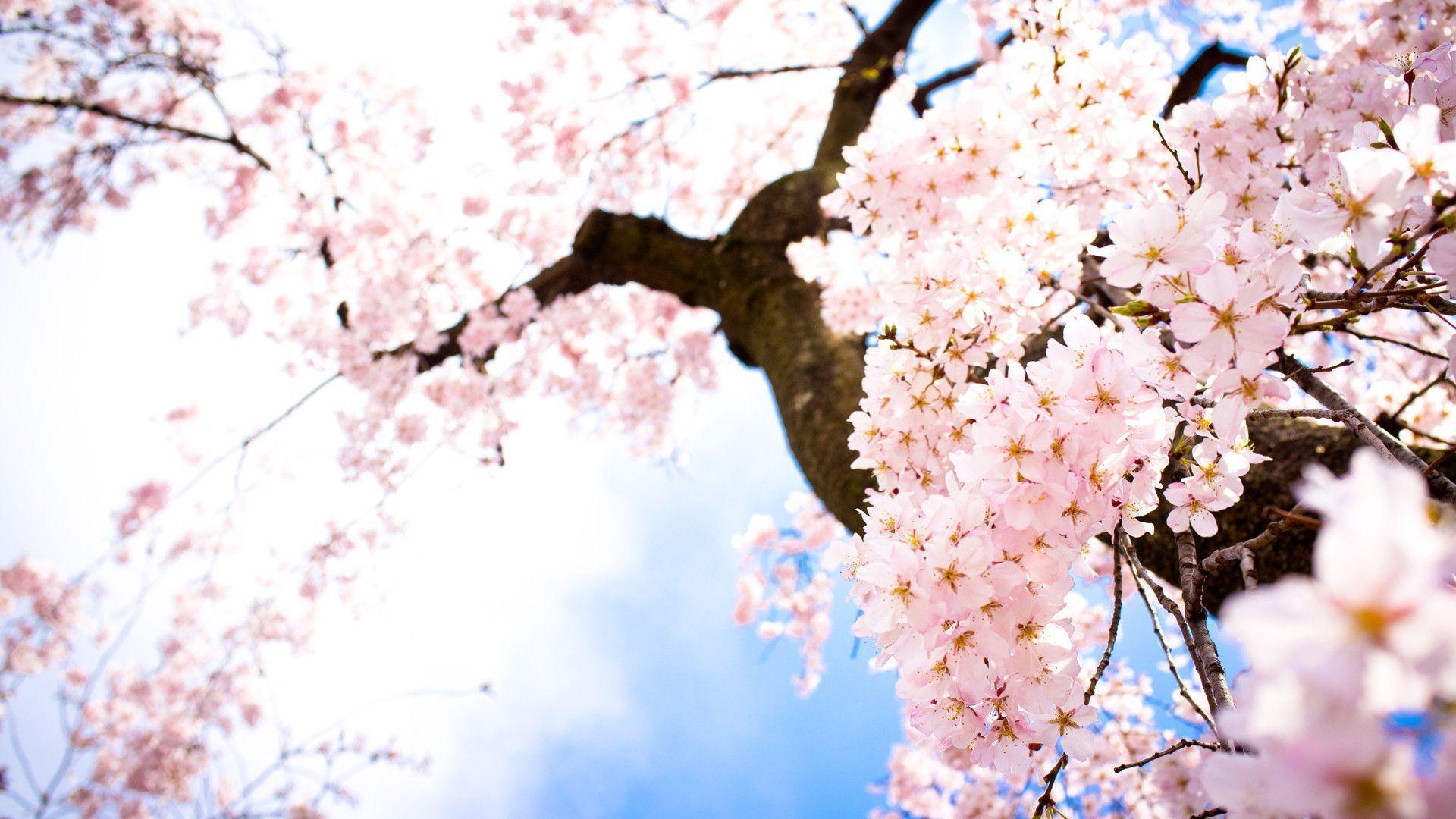 Anime Sakura Flower Wallpapers